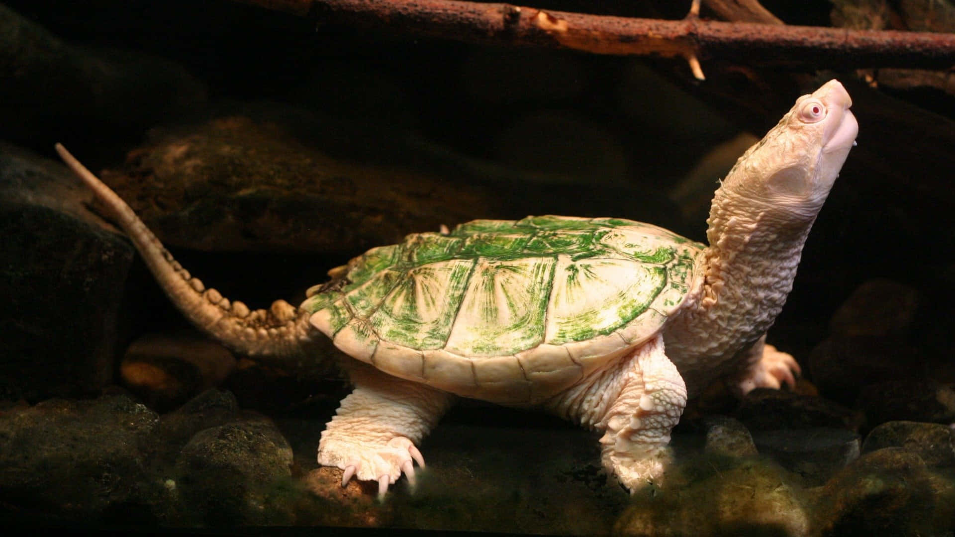 albino snapping turtle, green patterned shell, rocky substrate, Full HD Desktop Wallpaper