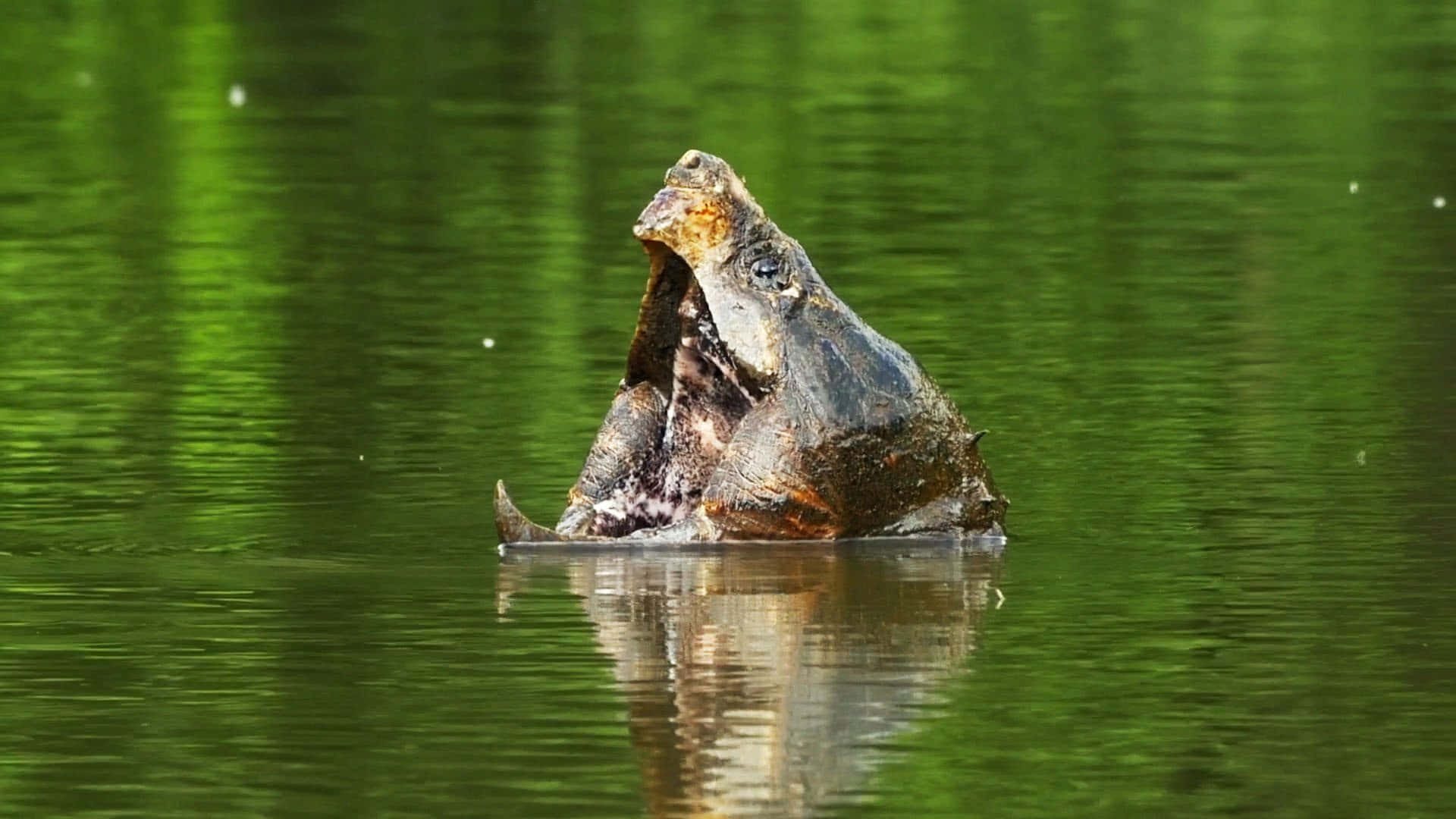 snapping turtle, emerald green water, mouth wide open, Full HD Desktop Wallpaper