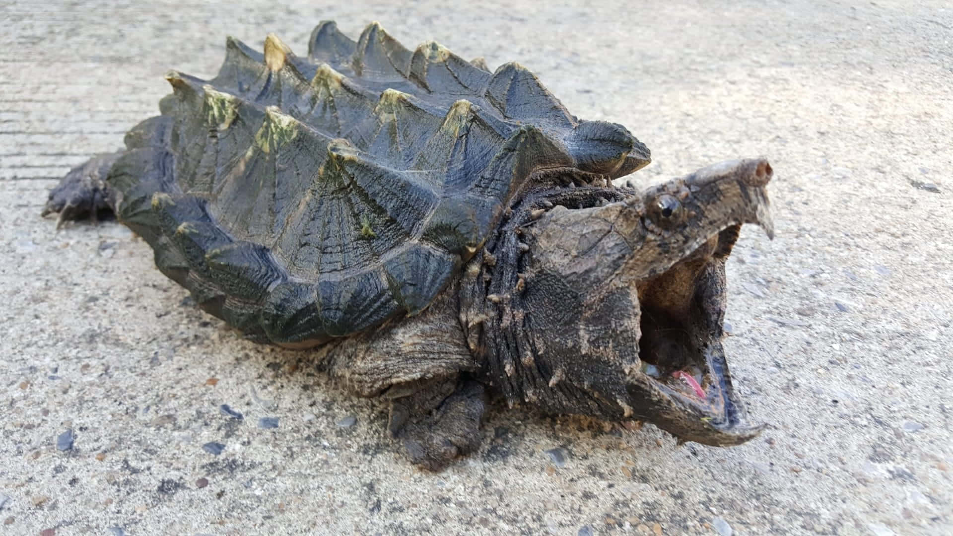 snapping turtle, spiked shell, open mouth, Full HD Desktop Wallpaper