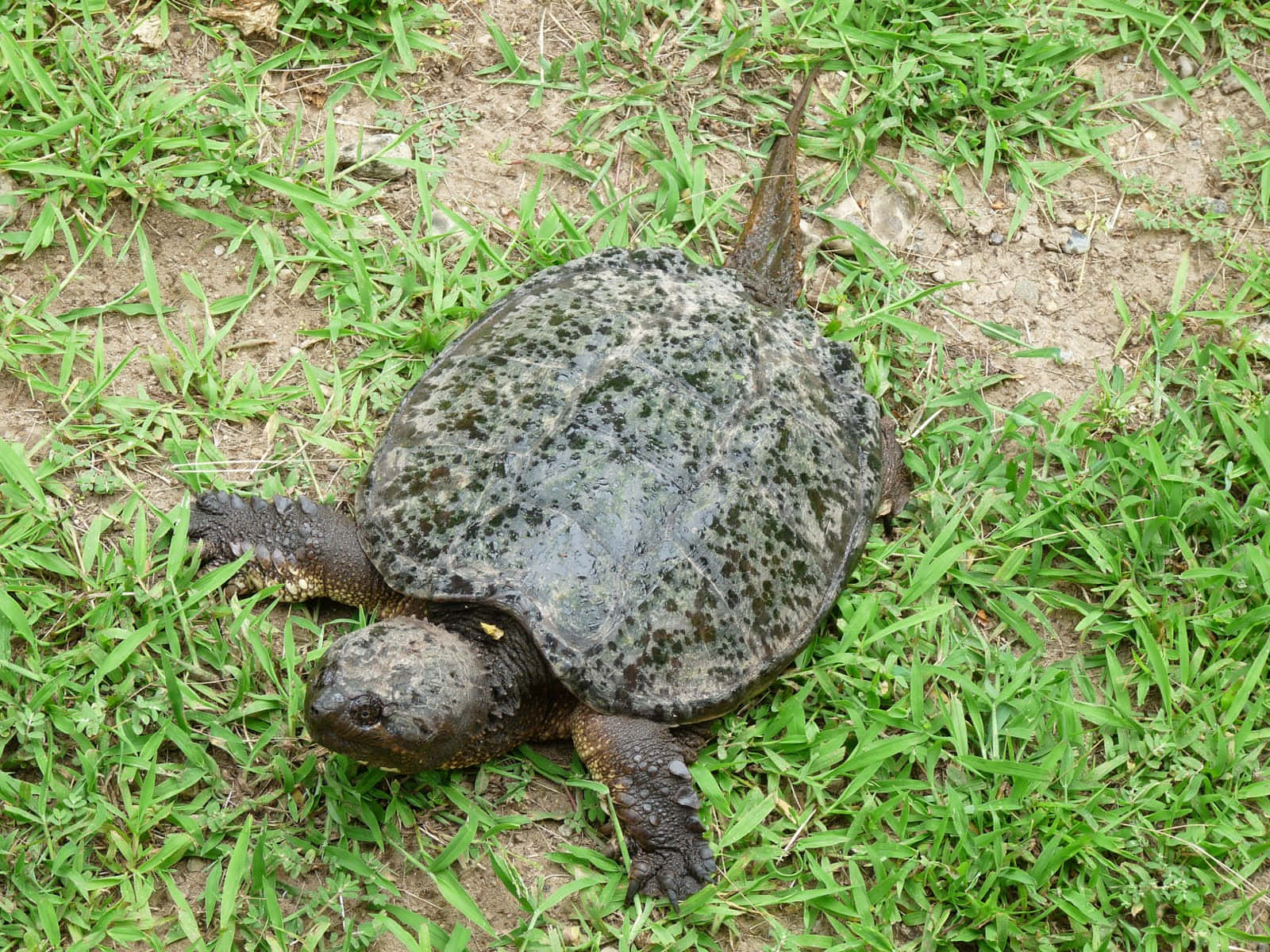Common Snapping Turtle, rugged dark shell, spiked tail, HD Desktop Wallpaper