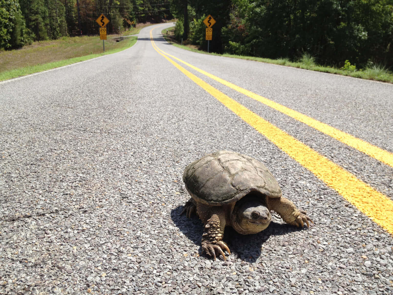 snapping turtle, asphalt road, yellow lines, HD Desktop Wallpaper