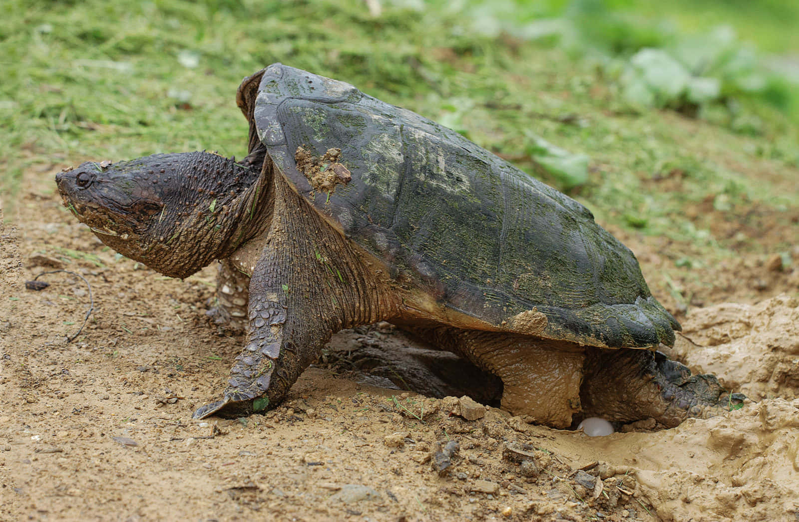 snapping turtle, muddy hole, grassy field, HD Desktop Wallpaper