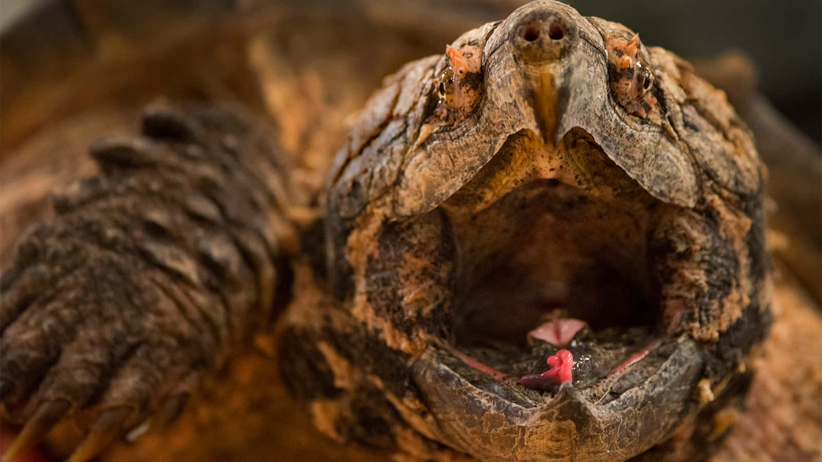 snapping turtle, pink tongue, sharp teeth, HD Desktop Wallpaper