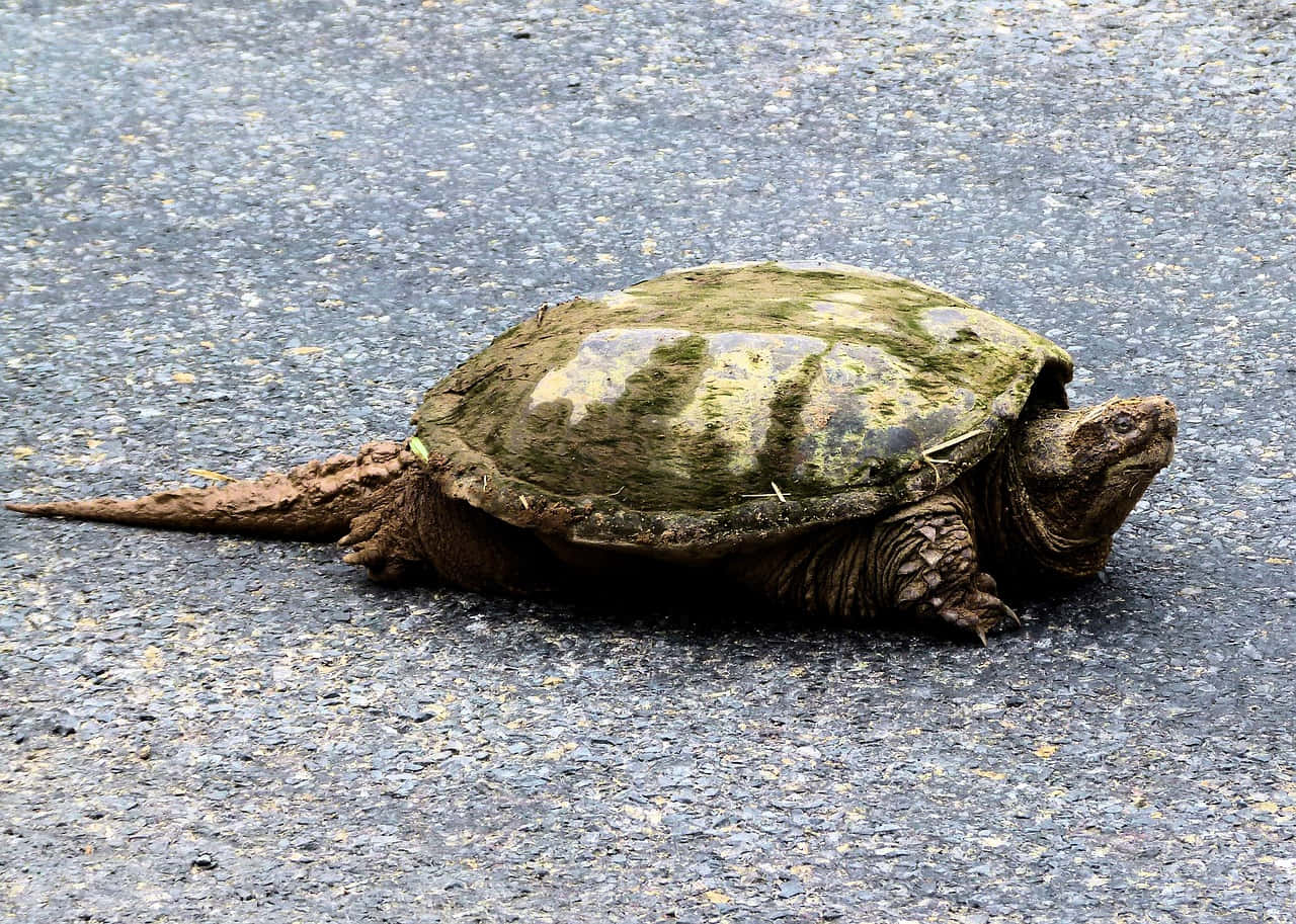 snapping turtle, mossy green shell, rugged brown skin, HD Desktop Wallpaper