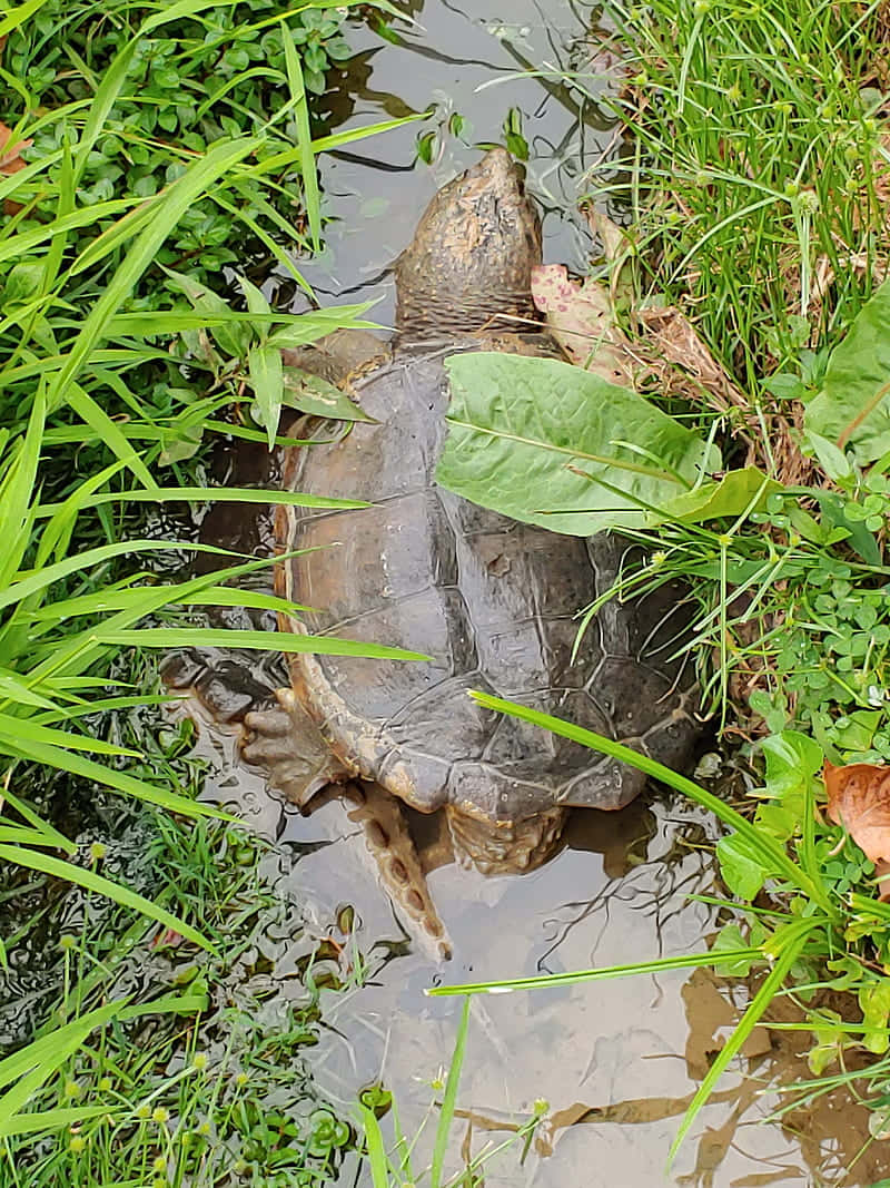 snapping turtle, muddy pond, vibrant green grass, SD Phone Wallpaper