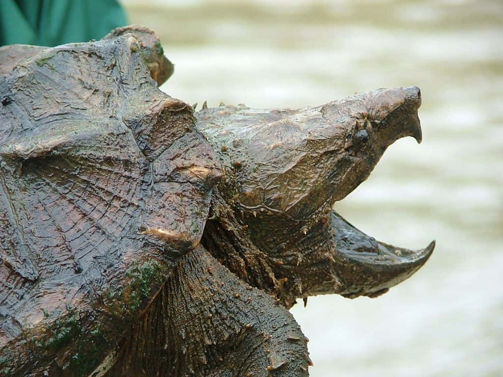 common snapping turtle, rugged shell, sharp beak, SD Desktop Wallpaper