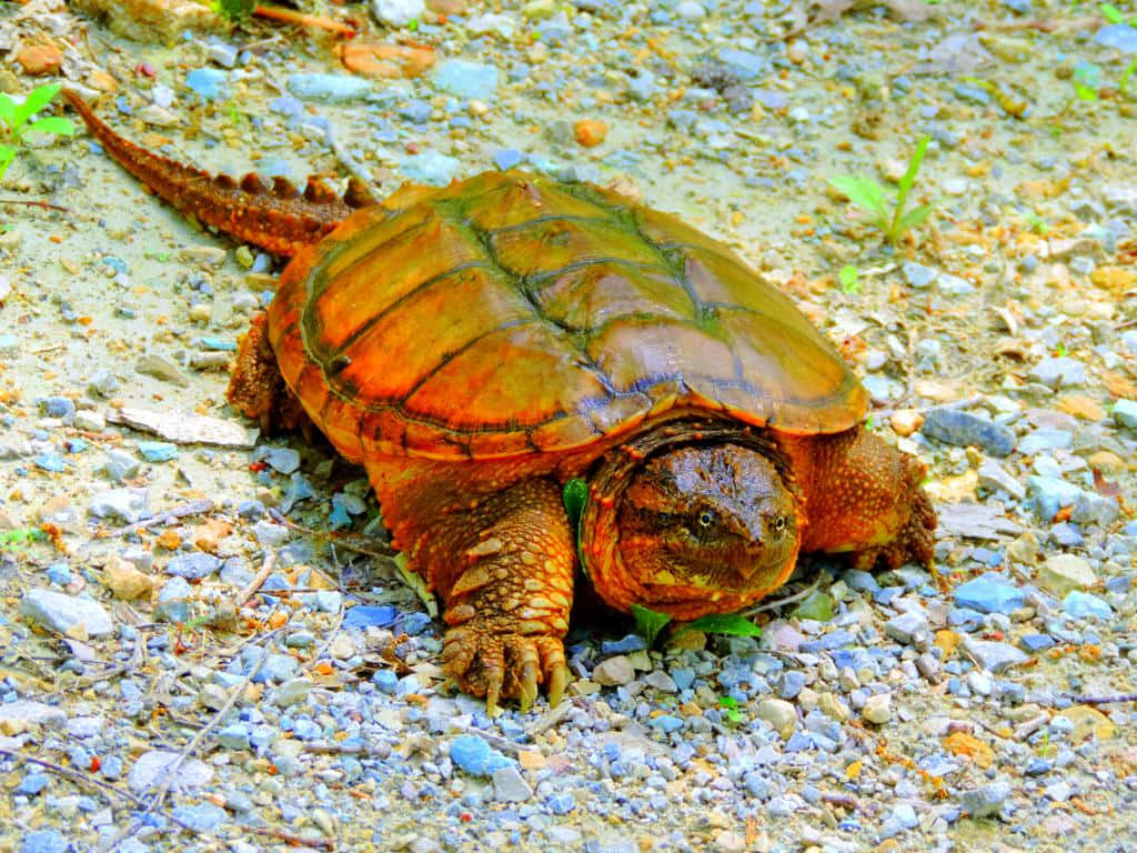 snapping turtle, gravel path, rugged orange shell, SD Desktop Wallpaper