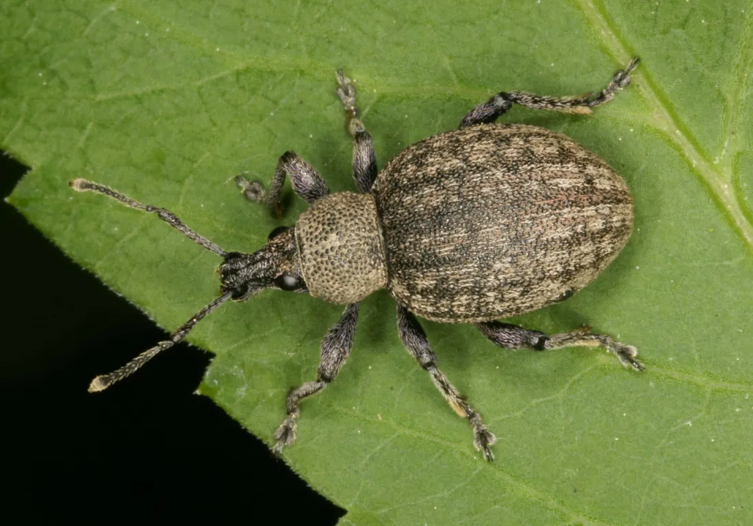 Snout Beetle