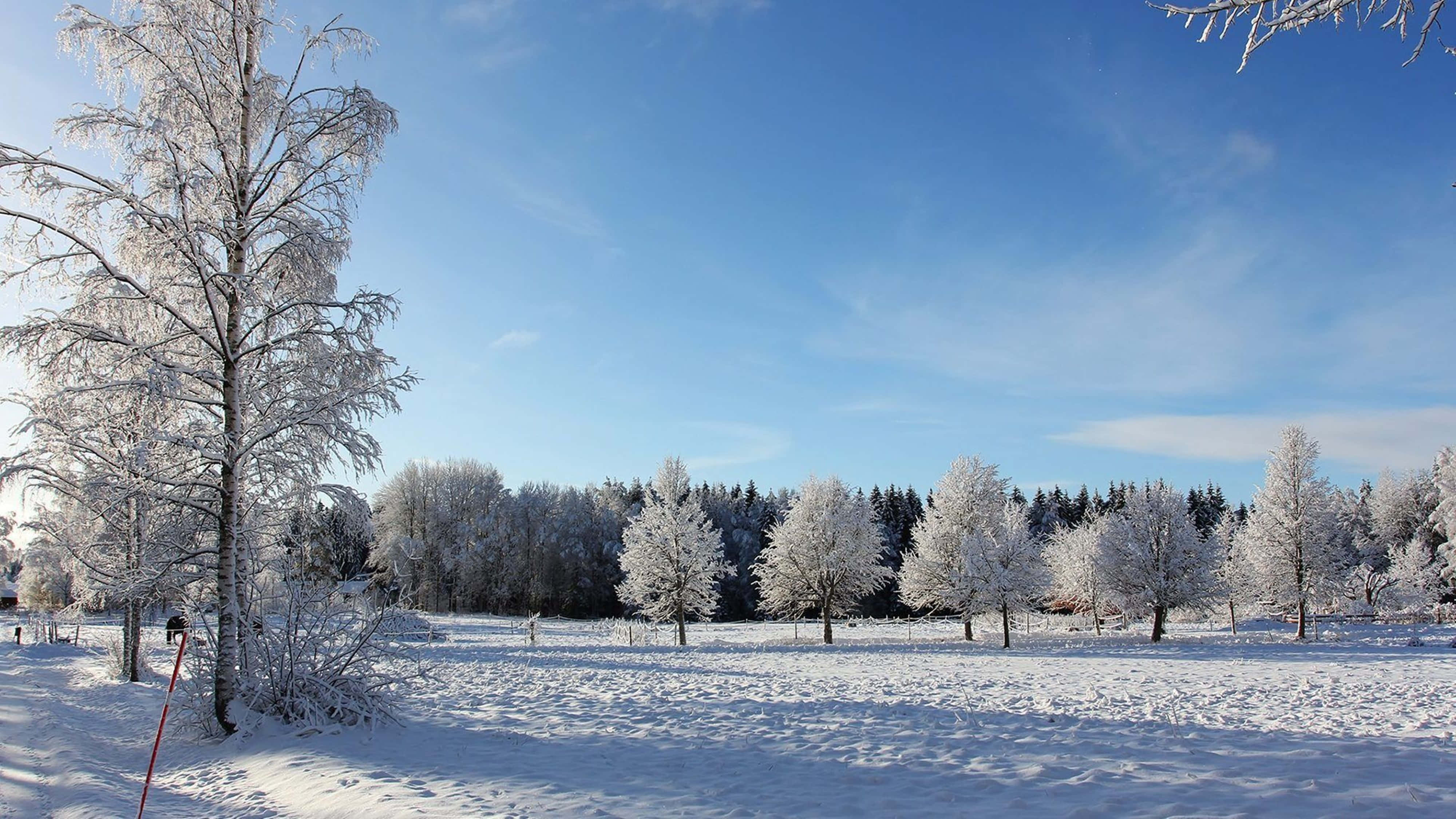 Snow 4K, clear blue sky, frost-covered trees, 4K Desktop Wallpaper