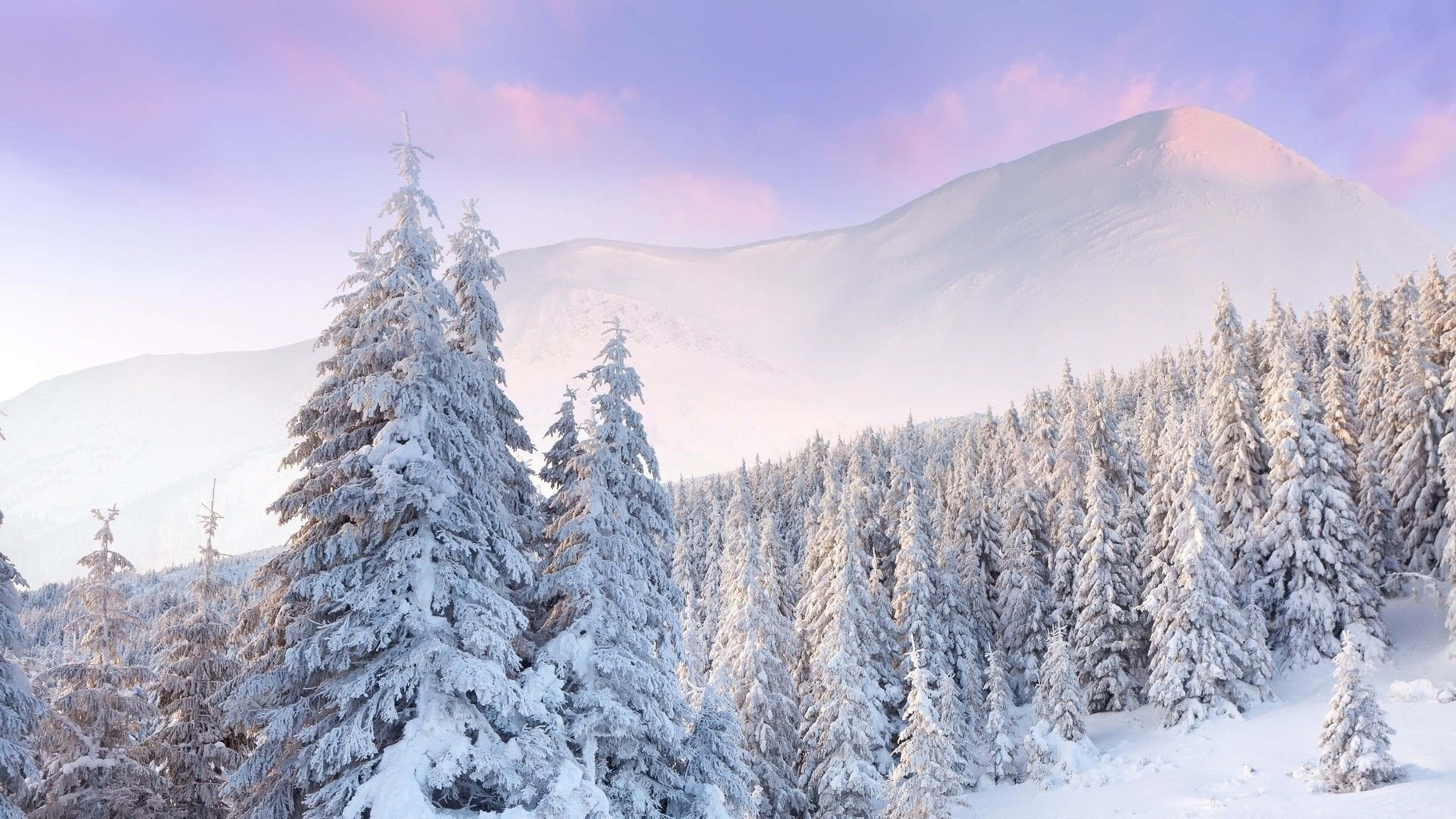 Snow 4K, towering evergreens, distant mountains, 4K Desktop Wallpaper