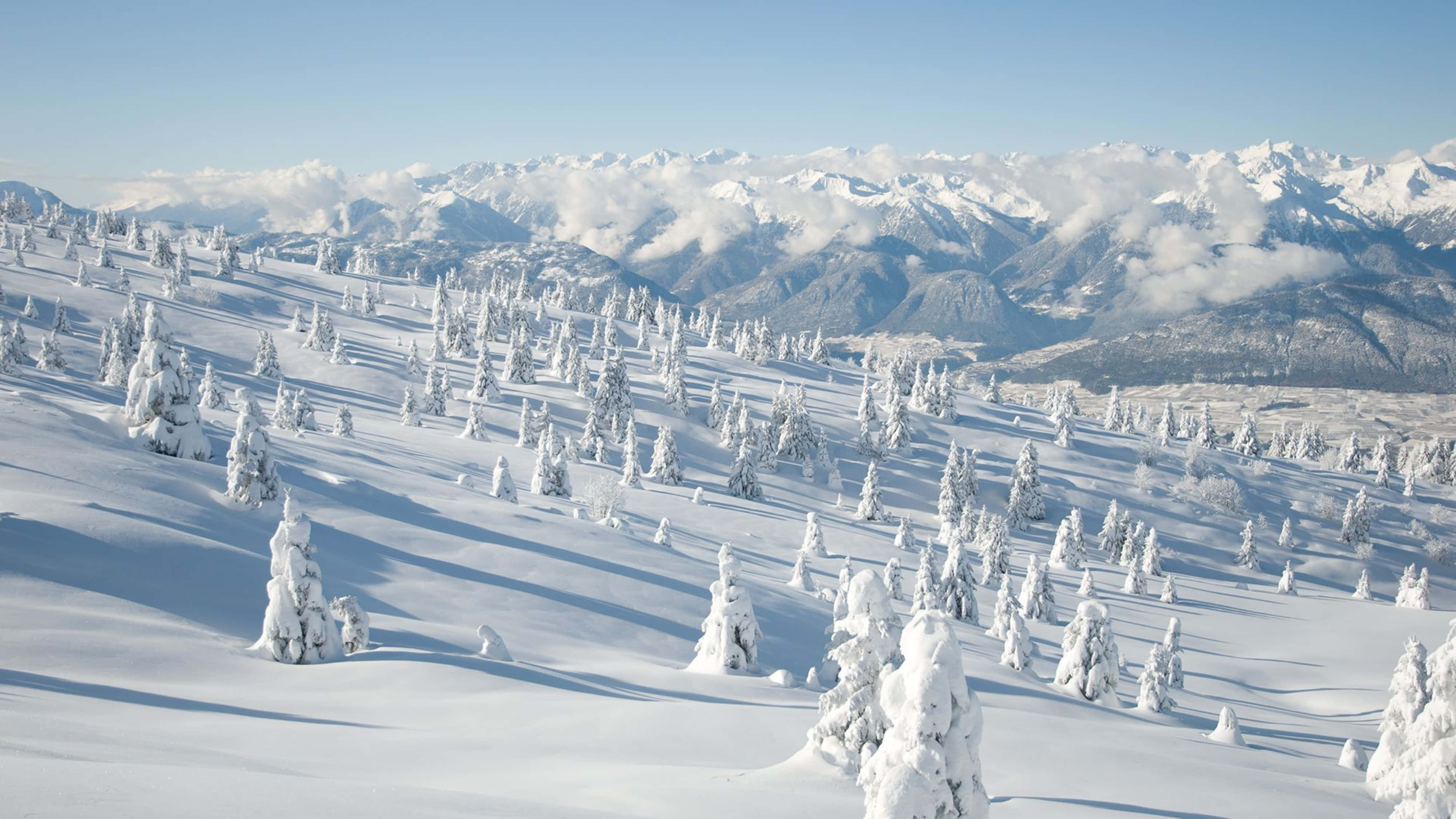 snow-covered evergreen trees, bright sunlit mountain slope, distant peaks, 4K Desktop Wallpaper