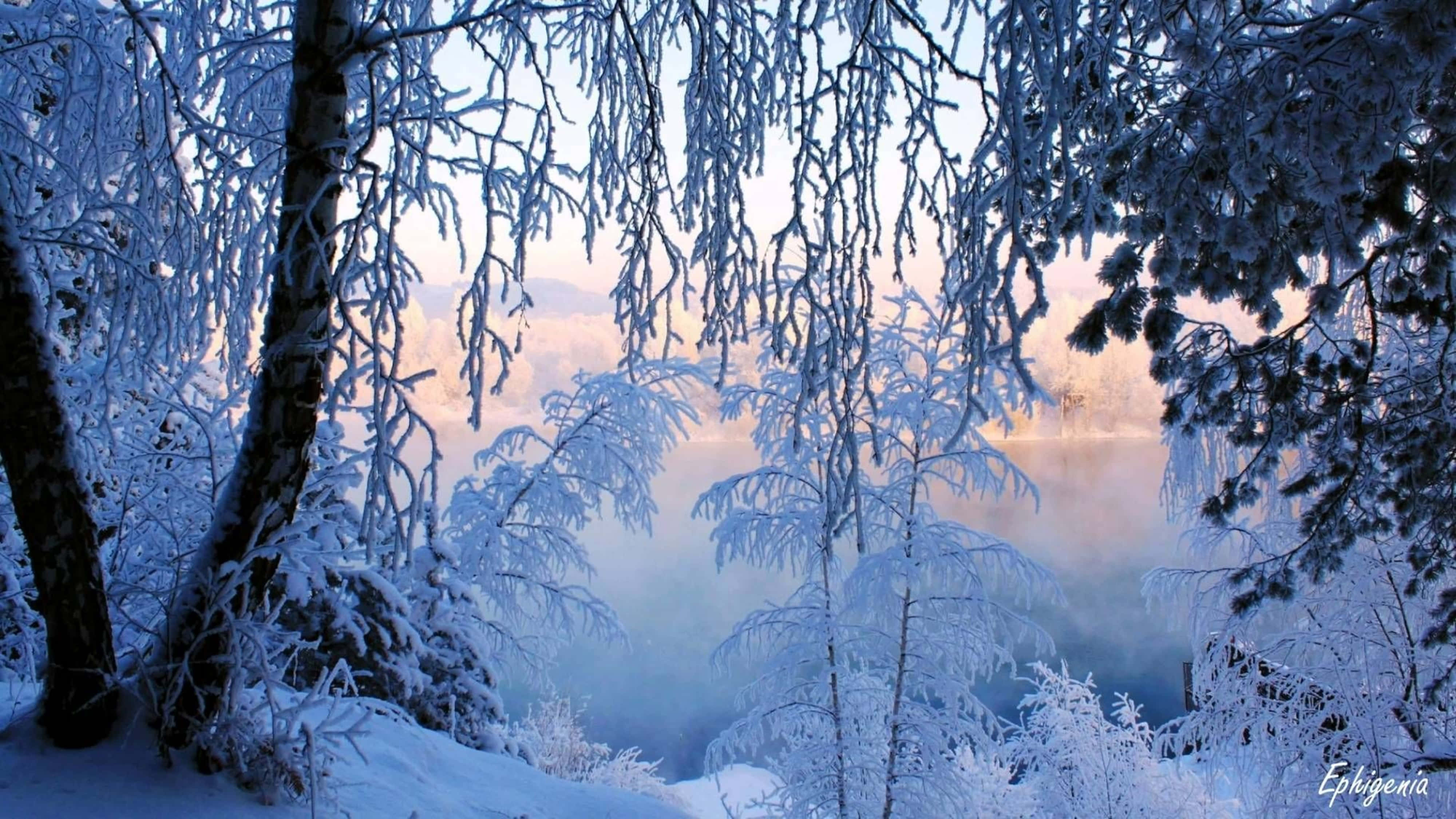 frozen lake, light mist, snow-laden branches, 4K Desktop Wallpaper