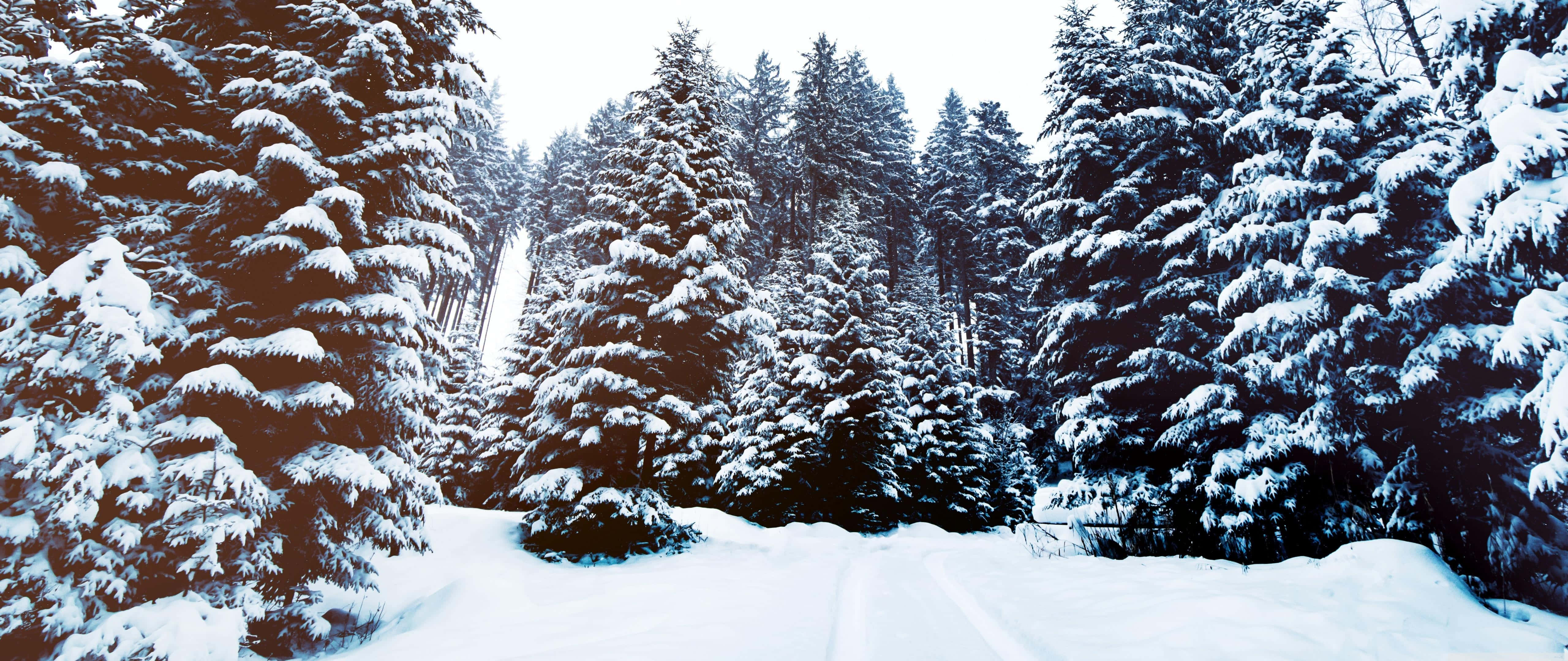 snow covered path, snowy forest path, tall evergreens, 5K Desktop Wallpaper