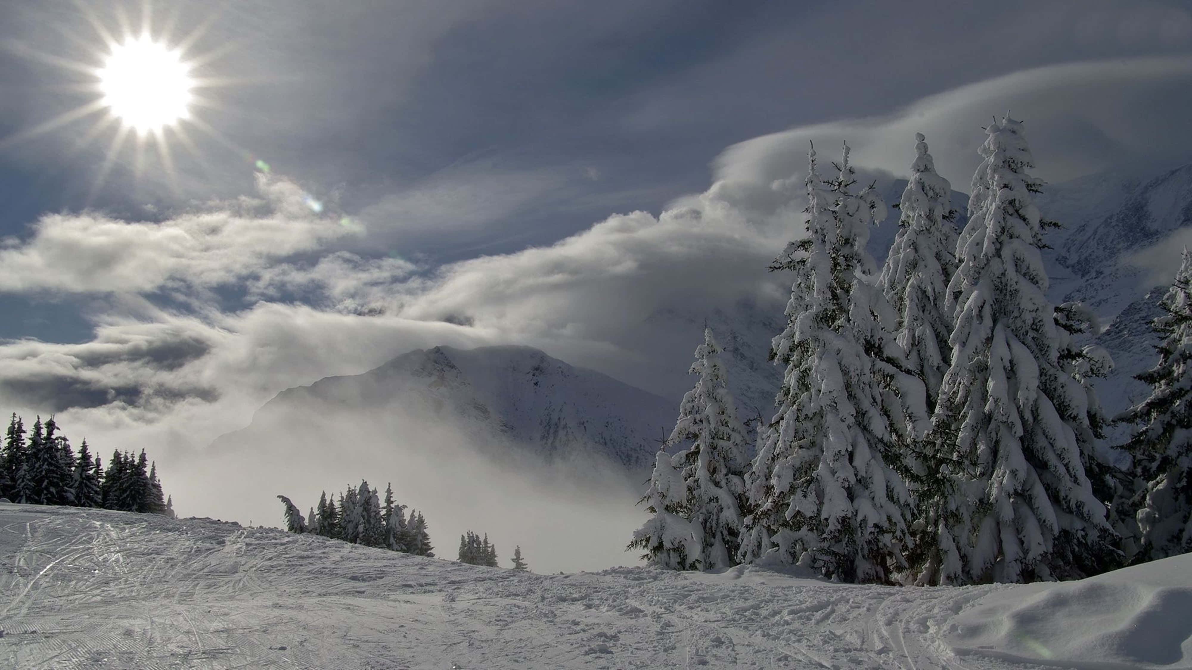 snow, 4K, evergreen trees, 4K Desktop Wallpaper