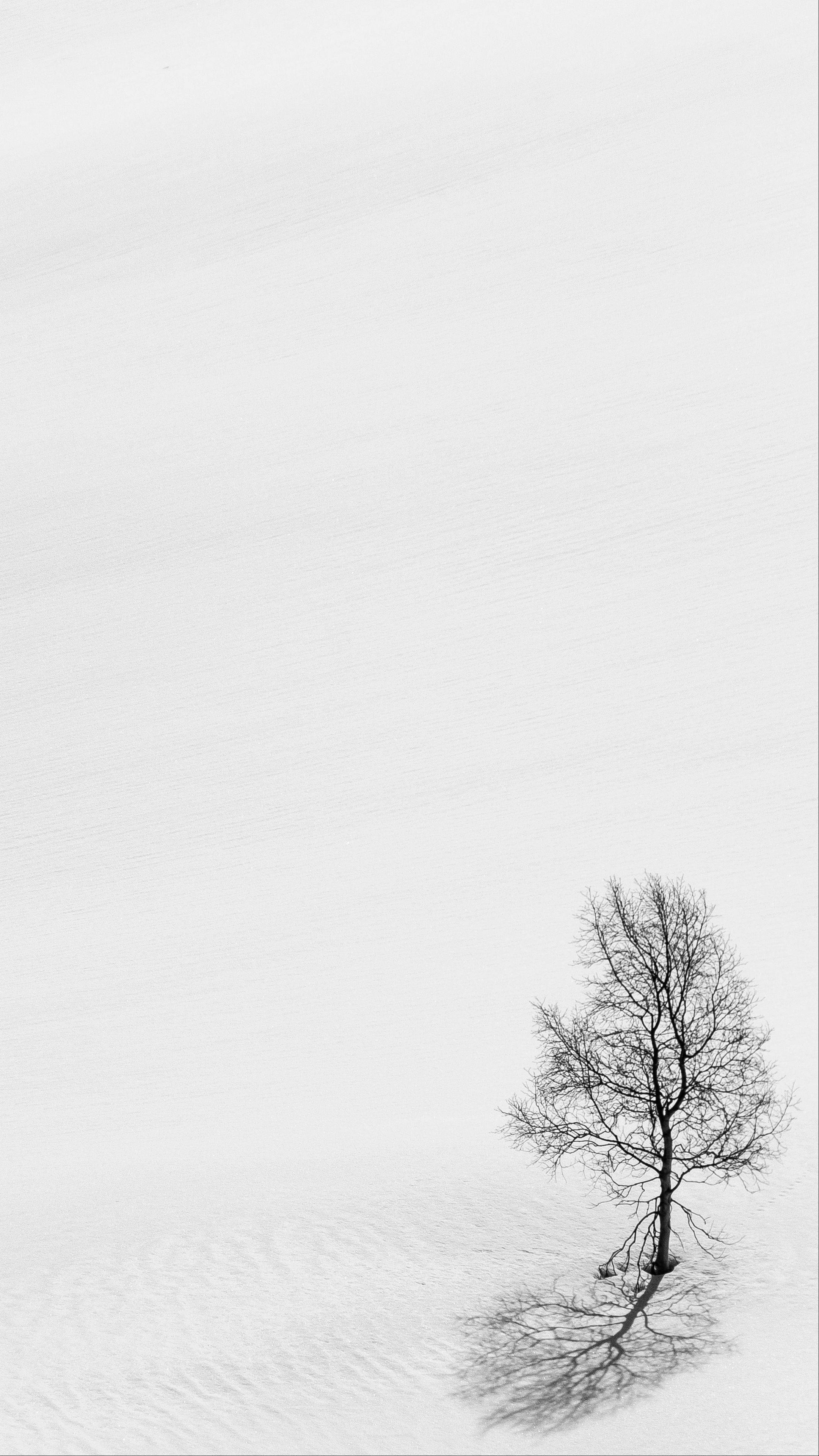 leafless tree, snowy field, pale sky, 4K Phone Wallpaper
