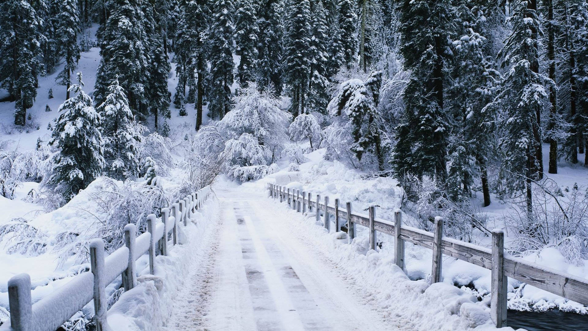 Snow Aesthetic, snow-covered wooden bridge, dense evergreen forest, Full HD Desktop Wallpaper