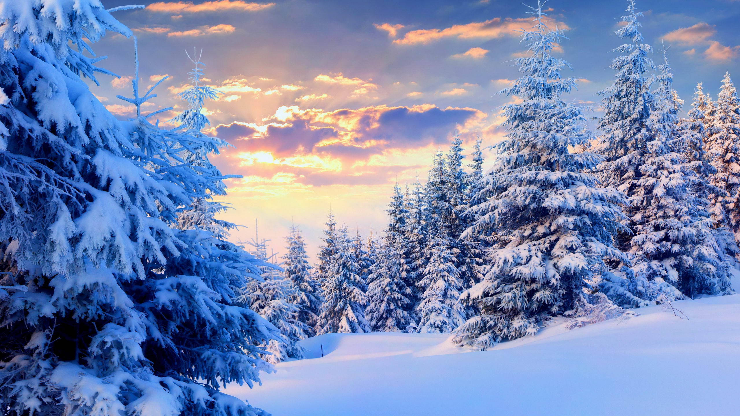 Snow Aesthetic, pine trees, sunset sky, 2K Desktop Wallpaper