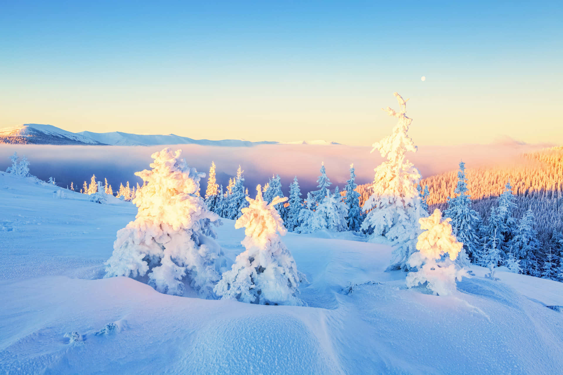 Winter Wonderland, snow-covered pine trees, golden warmth, Full HD Desktop Wallpaper
