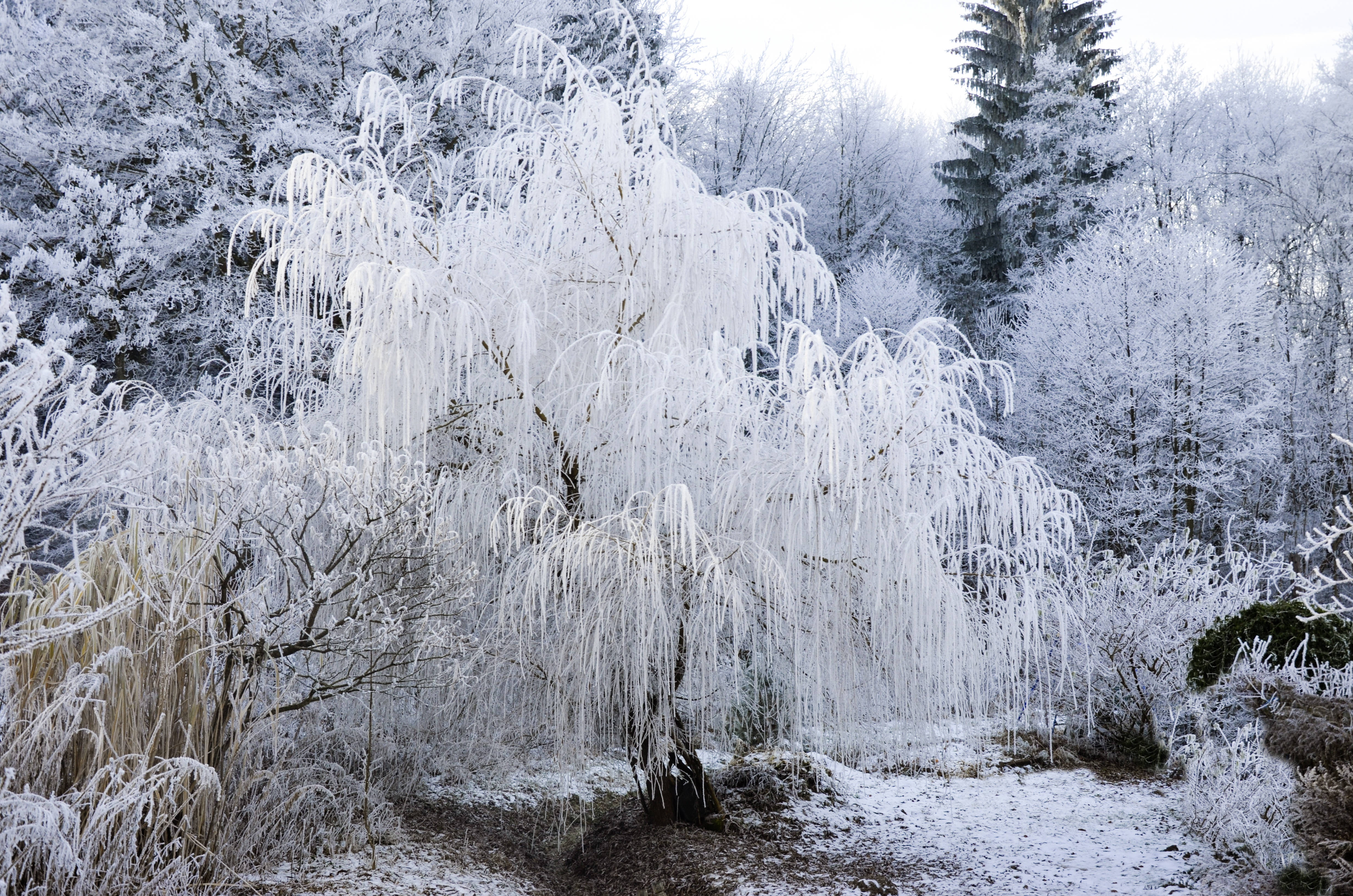 snow aesthetic, willow tree, thick ice crystals, 4K Desktop Wallpaper