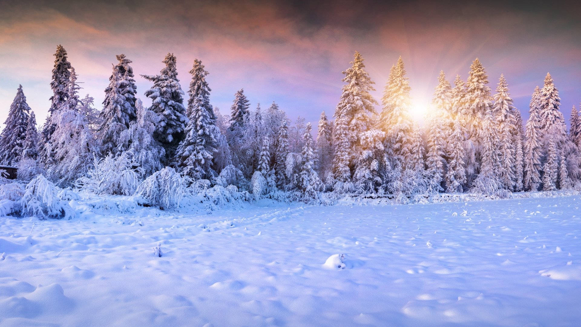 Snow Aesthetic, sunlight, snow-covered pine trees, Full HD Desktop Wallpaper