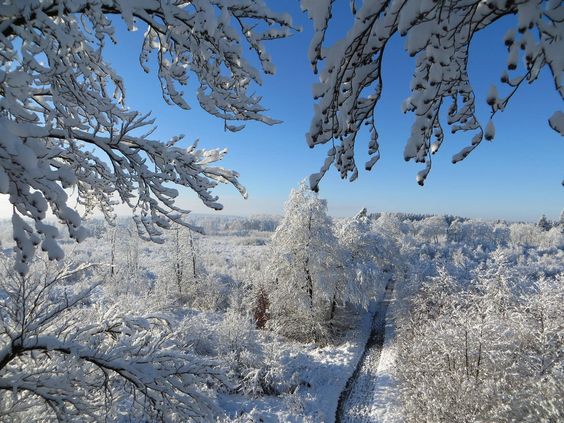 Snow Aesthetic View, winter forest, clear blue sky, Full HD Desktop Wallpaper