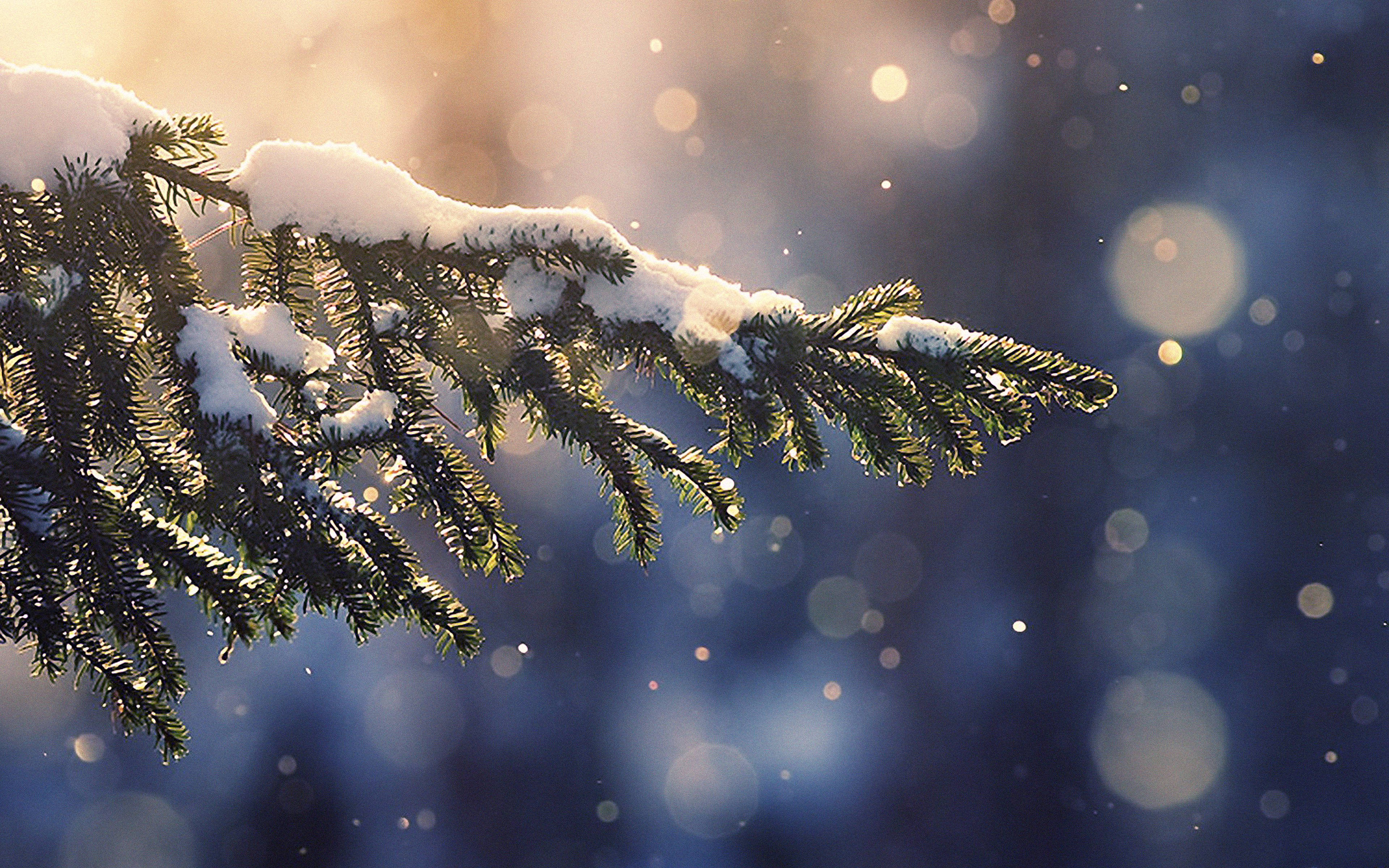 Snow Aesthetic, pines, snow-dusted evergreen branch, 4K Desktop Wallpaper