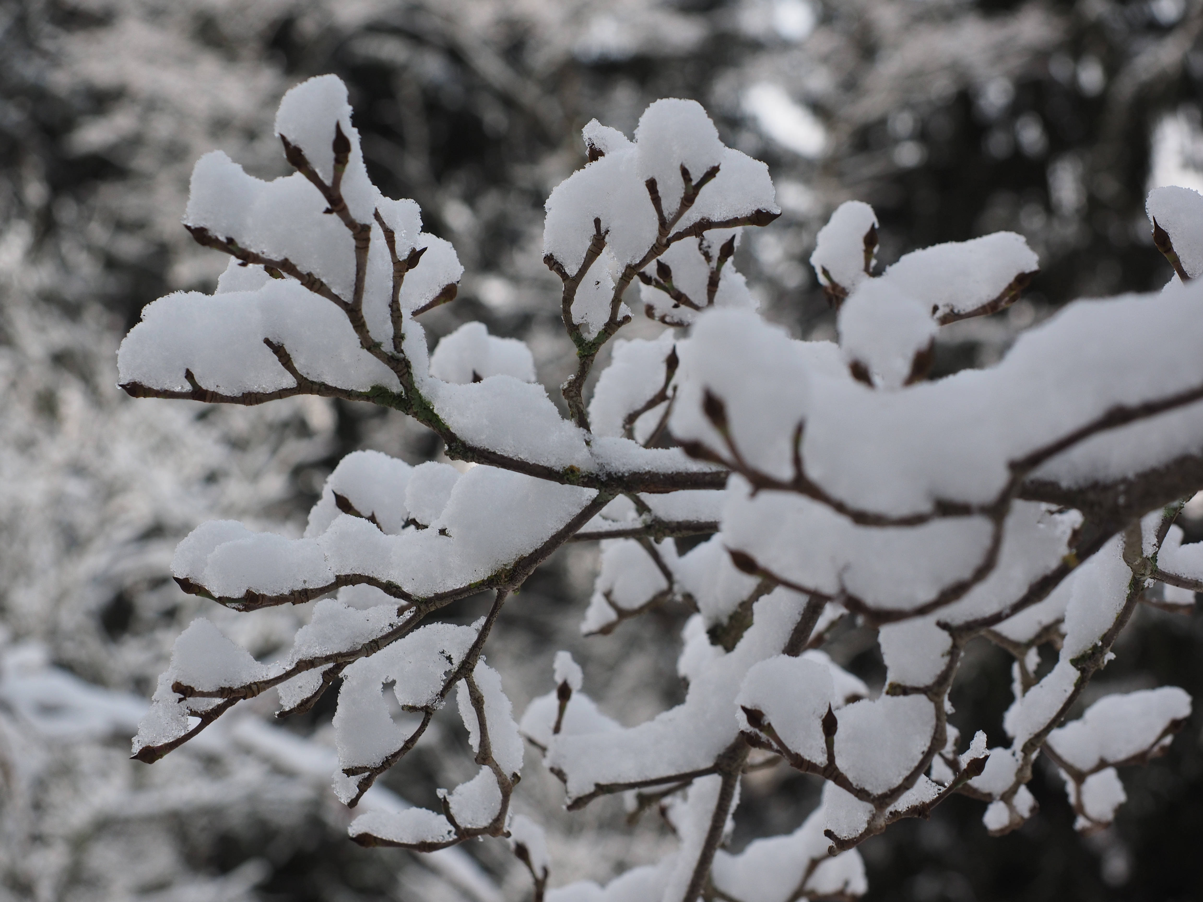 Snow Leaves Aesthetic, tree branches, crisp winter scene, 4K Desktop Wallpaper