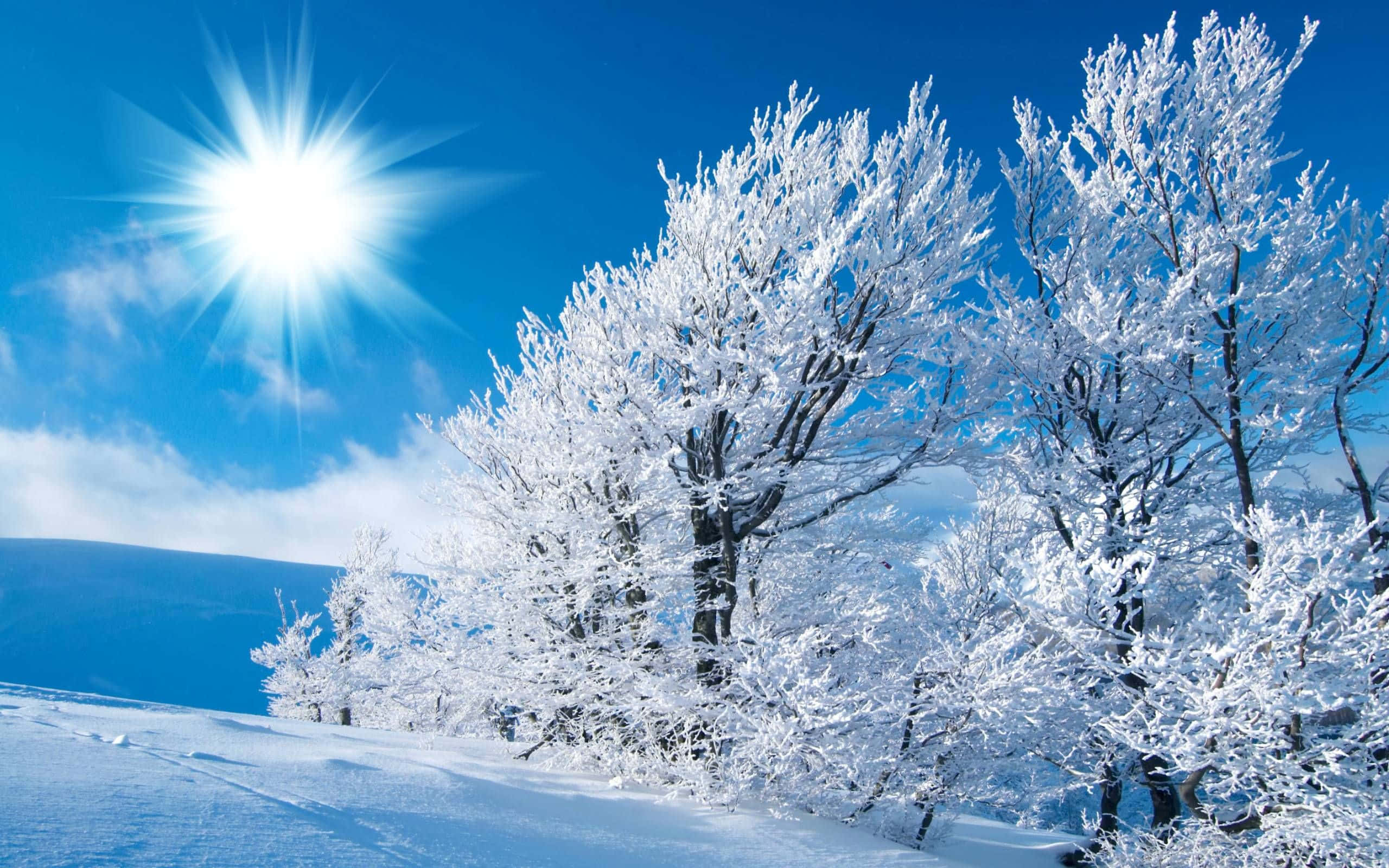 Winter Wonderland, snow-covered trees, bright sun, 2K Desktop Wallpaper