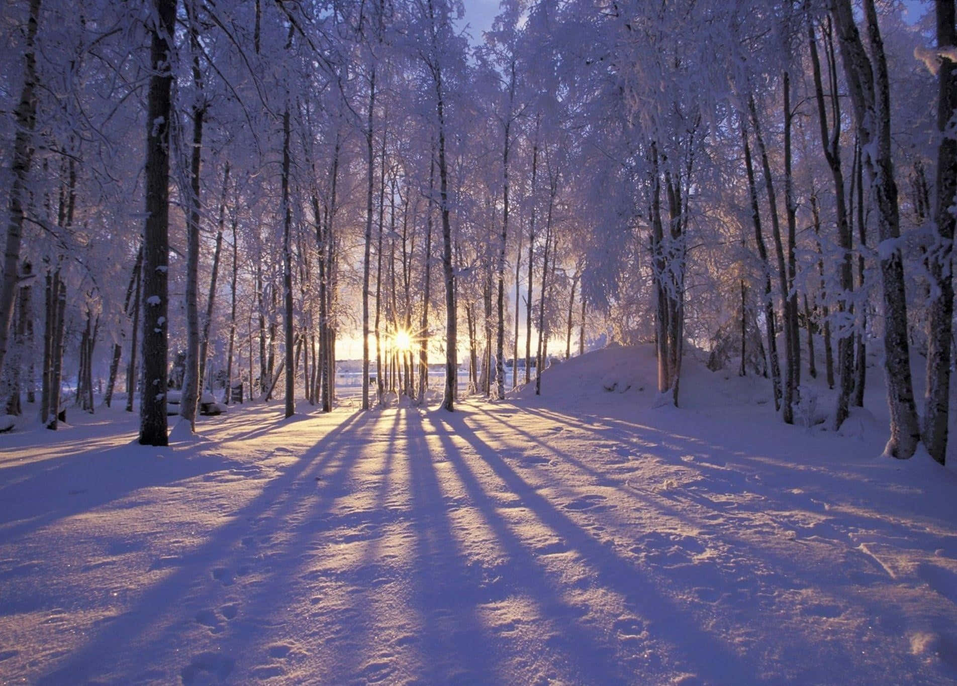Winter Wonderland, snow-laden trees, pristine winter forest floor, HD Desktop Wallpaper