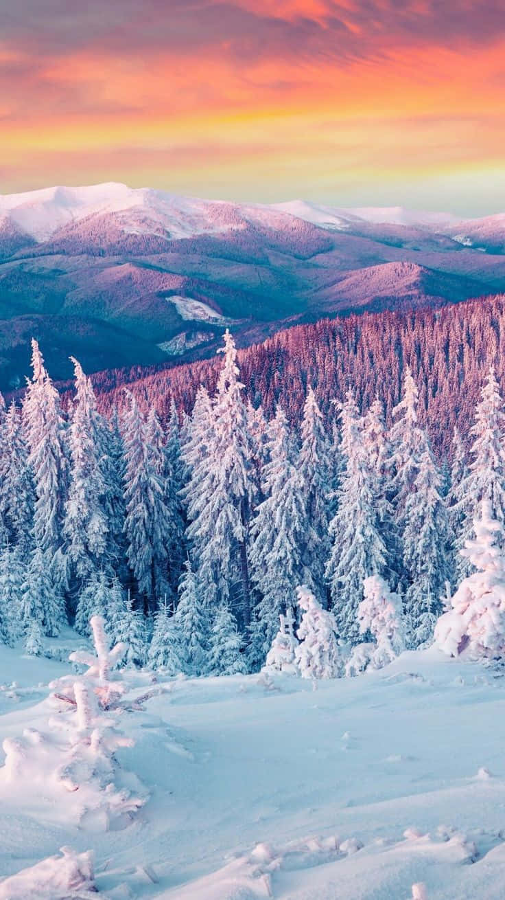 winter forest, snow-covered pine trees, vibrant orange and pink sunset sky, HD Phone Wallpaper