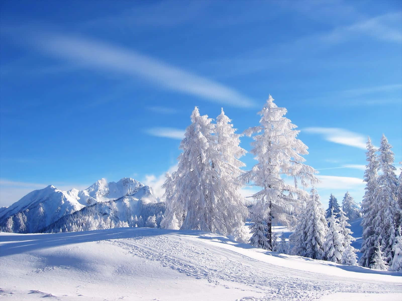 Winter Season Snow Landscape Russia, snow-covered pine trees, crisp blue sky, HD Desktop Wallpaper