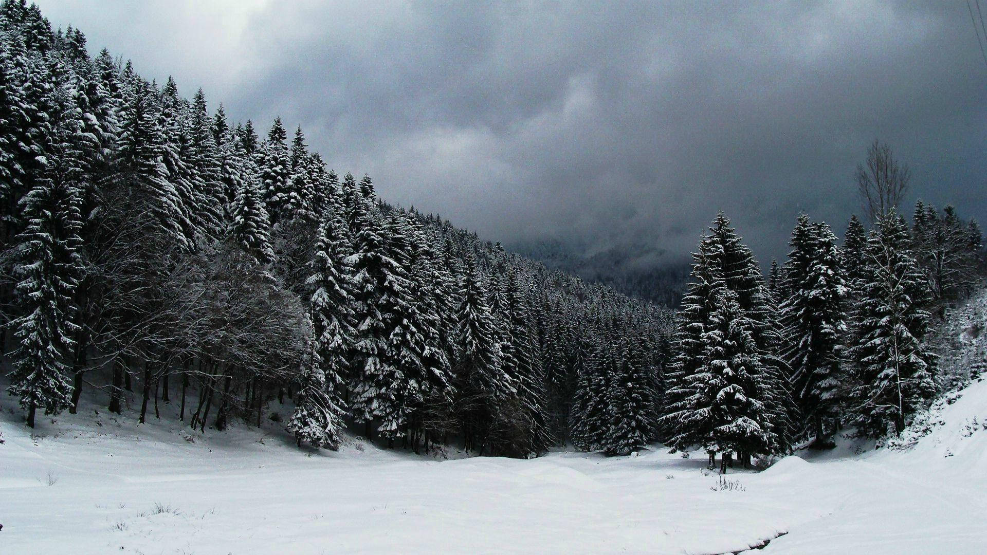 Snow Aesthetic Storm, evergreen trees, gray sky, Full HD Desktop Wallpaper