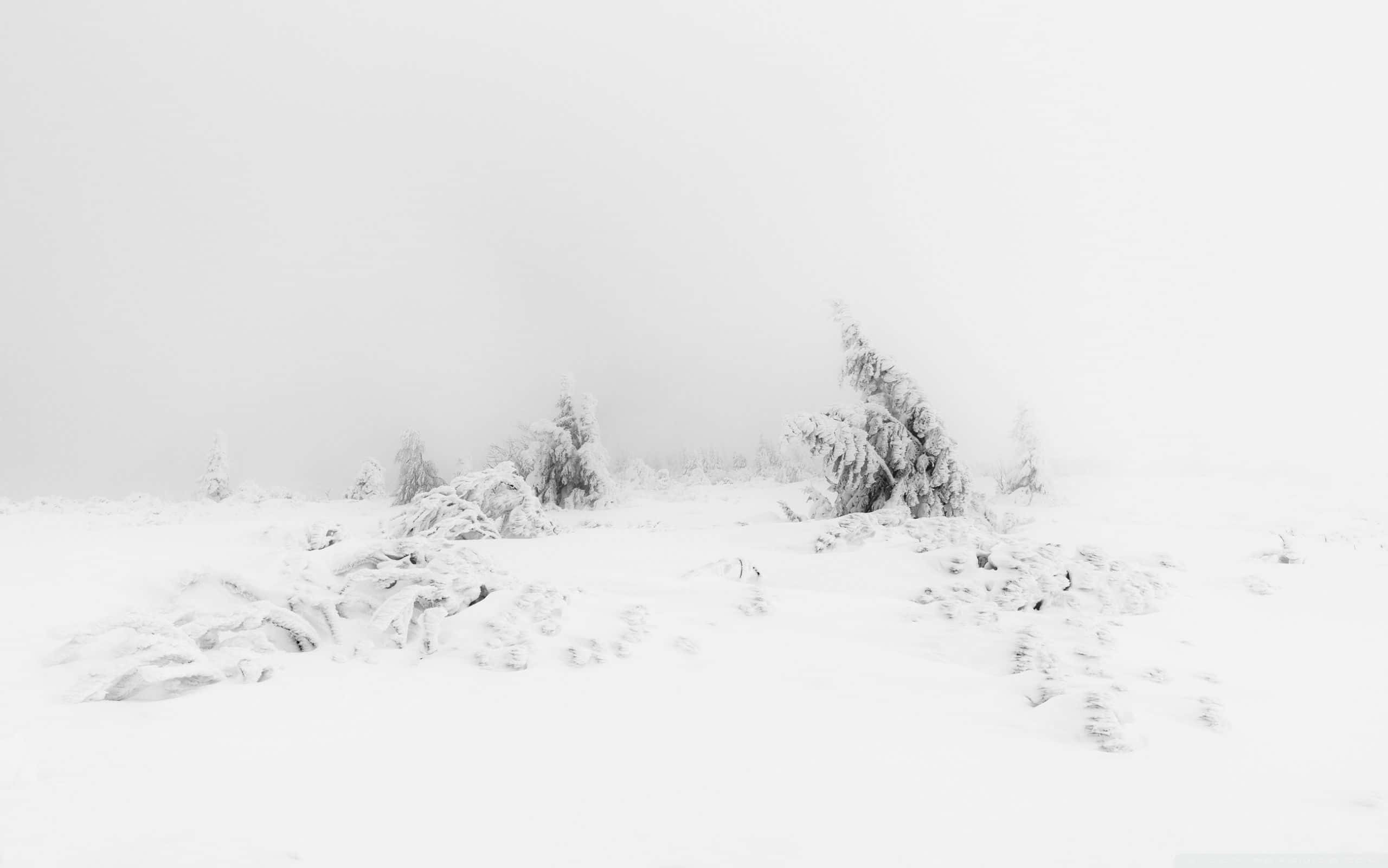 Soft White Aesthetic, snow-covered trees, bushes, 2K Desktop Wallpaper