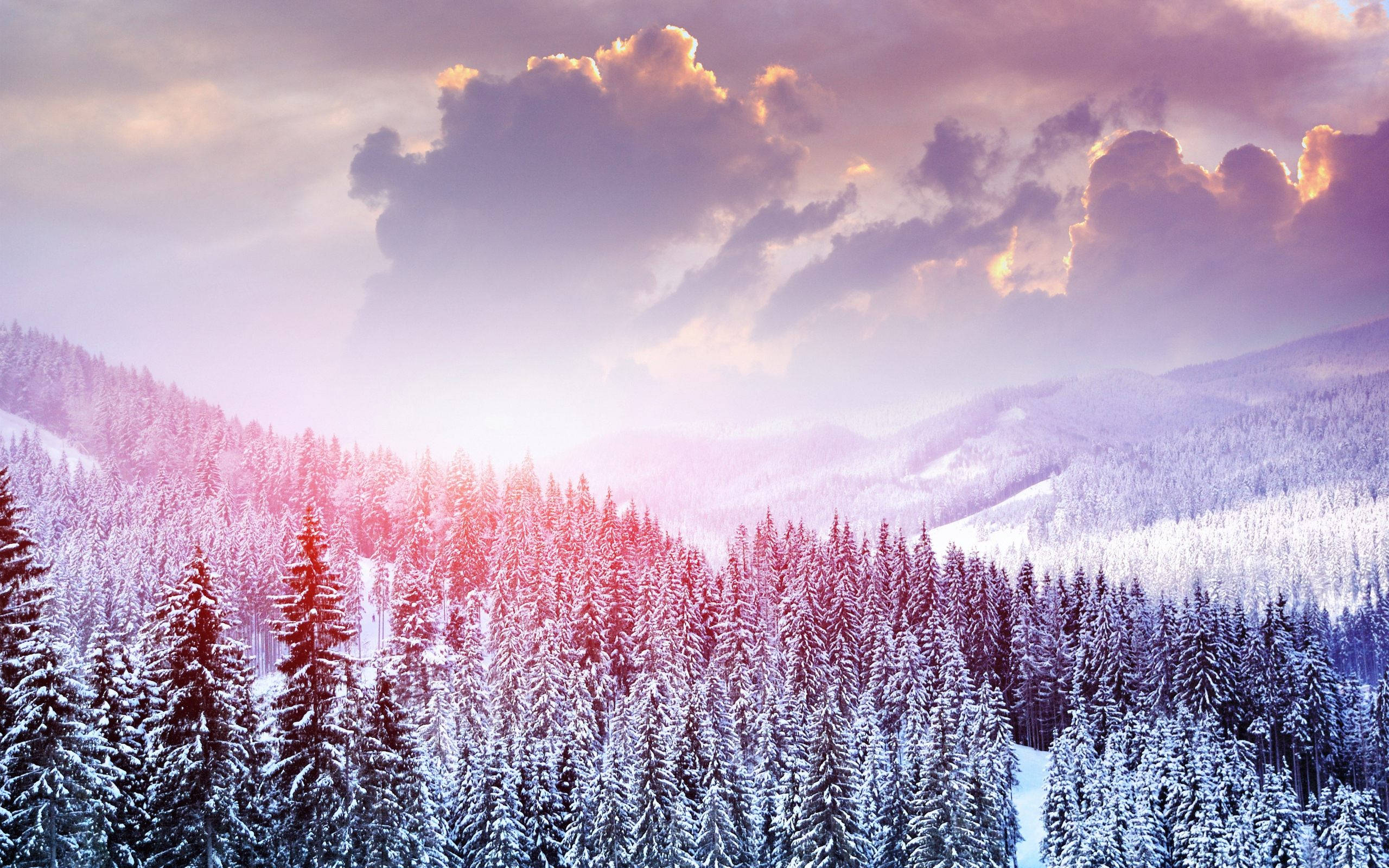 Snow Aesthetic, purple and gold sunset sky, towering pine trees, 2K Desktop Wallpaper