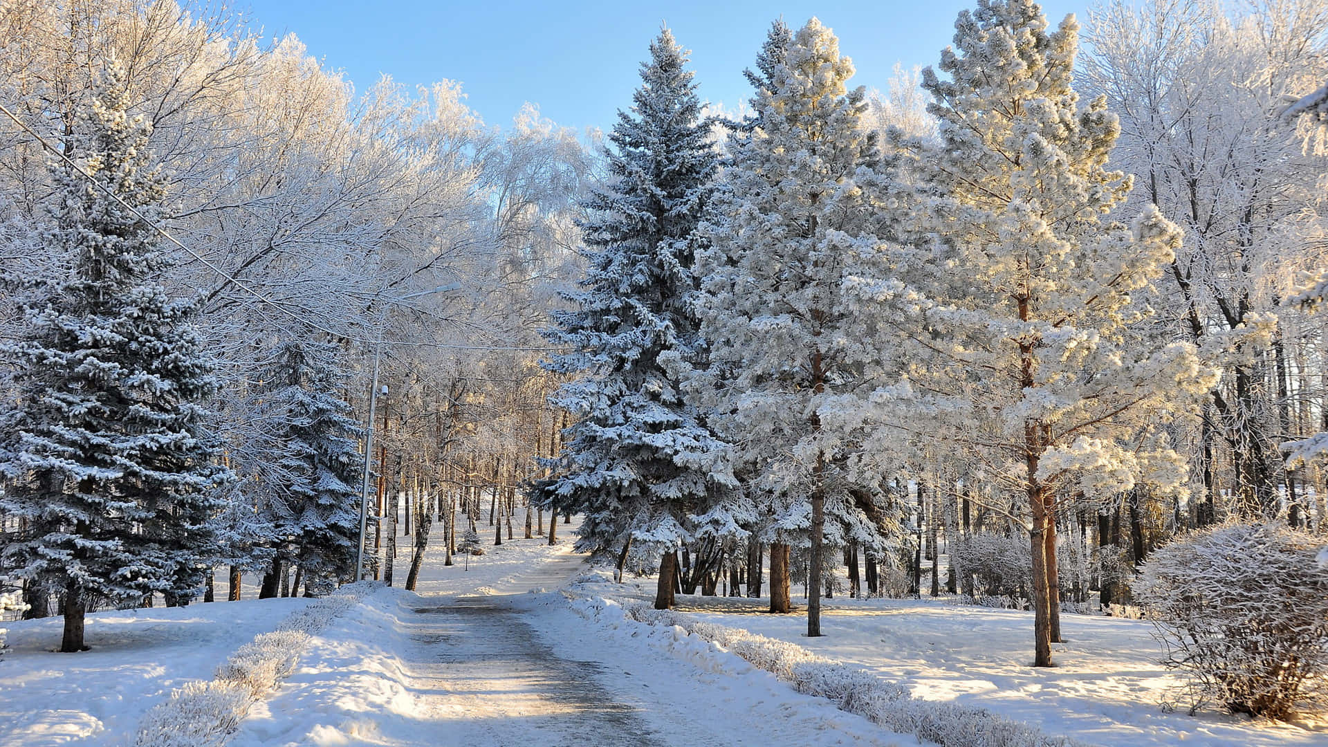Winter Wonderland Road, snow-covered trees, clear blue sky, Full HD Desktop Wallpaper