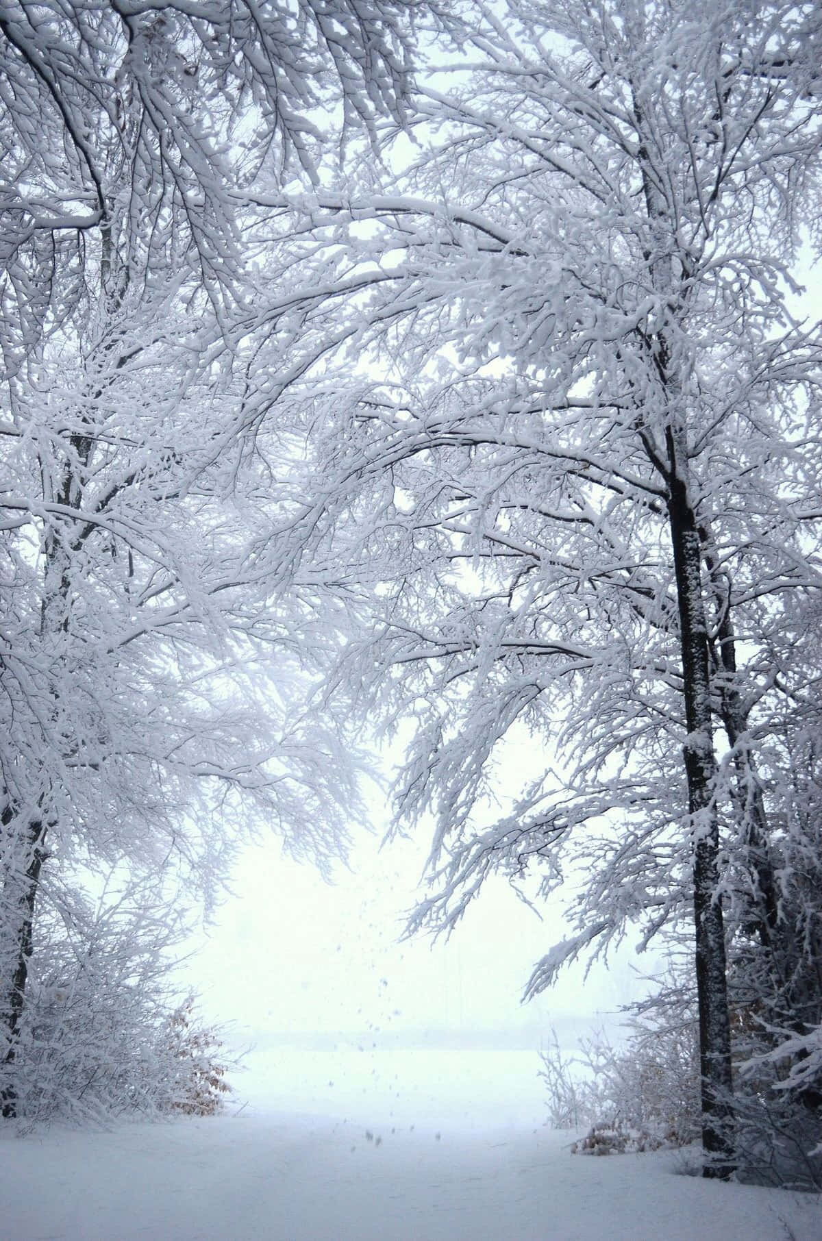 Winter Wonderland, snowy path, snow-laden trees, HD Phone Wallpaper