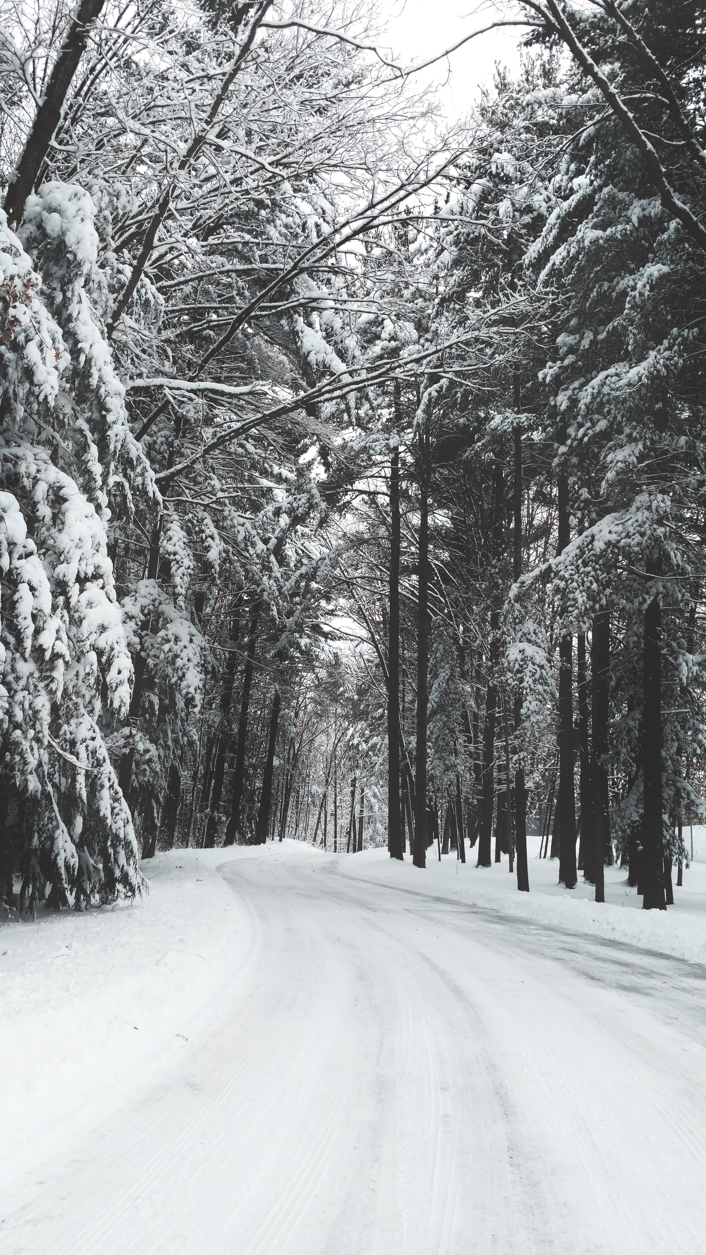 winter wonderland, snow-covered road, dense forest, 4K Phone Wallpaper