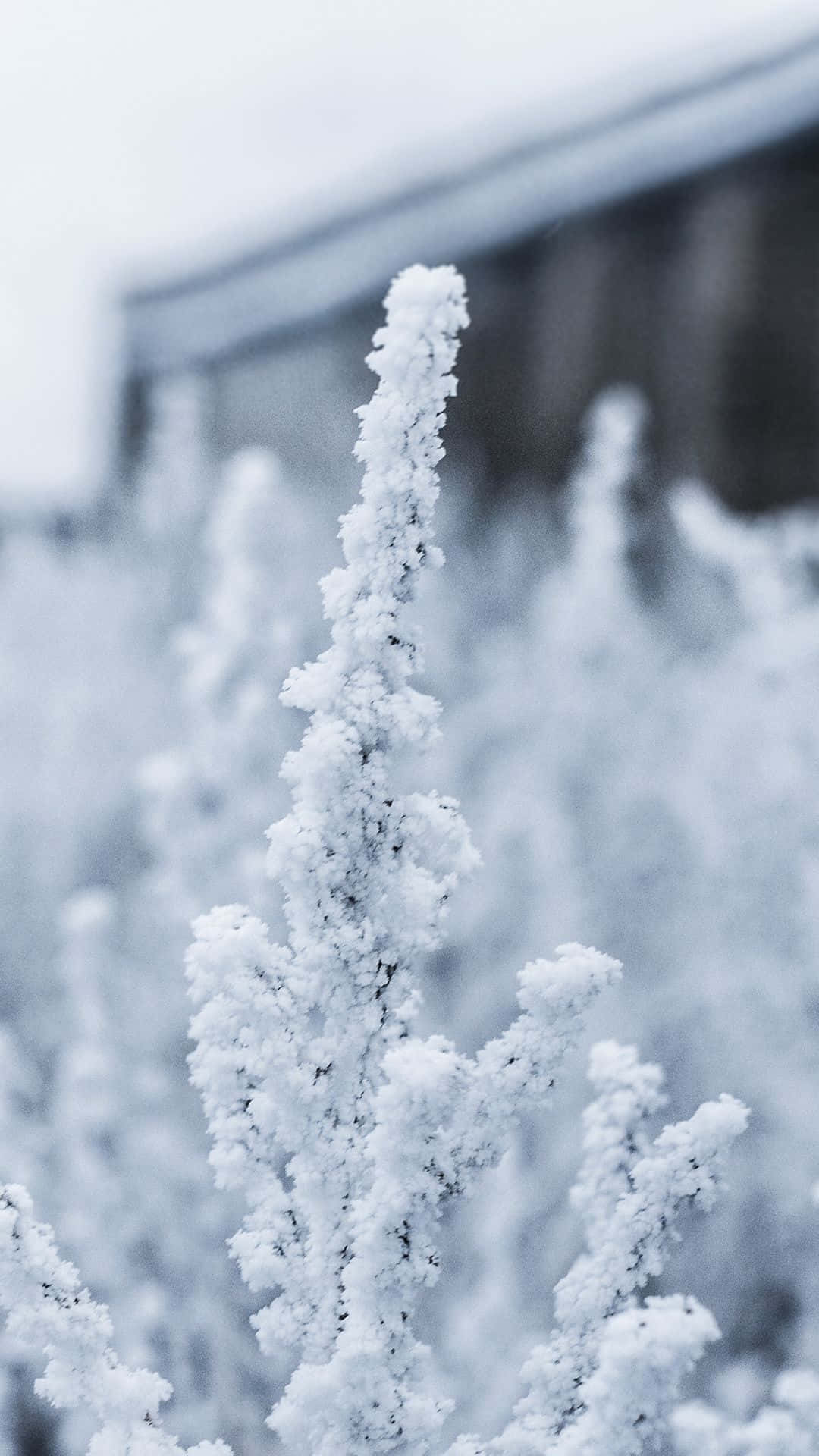 snow falling, 1080 x 1920, frost-covered plant stem, Full HD Phone Wallpaper