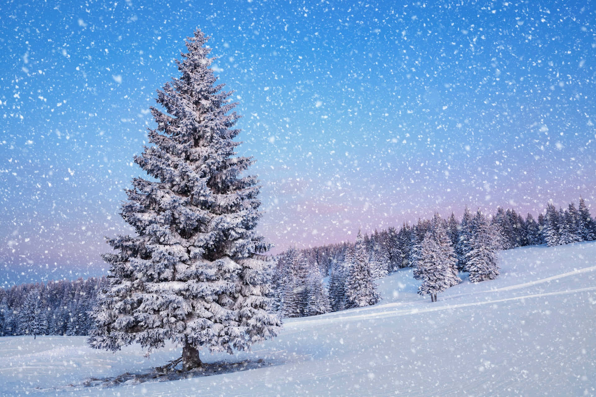 snow falling, pine tree, winter forest, Full HD Desktop Wallpaper