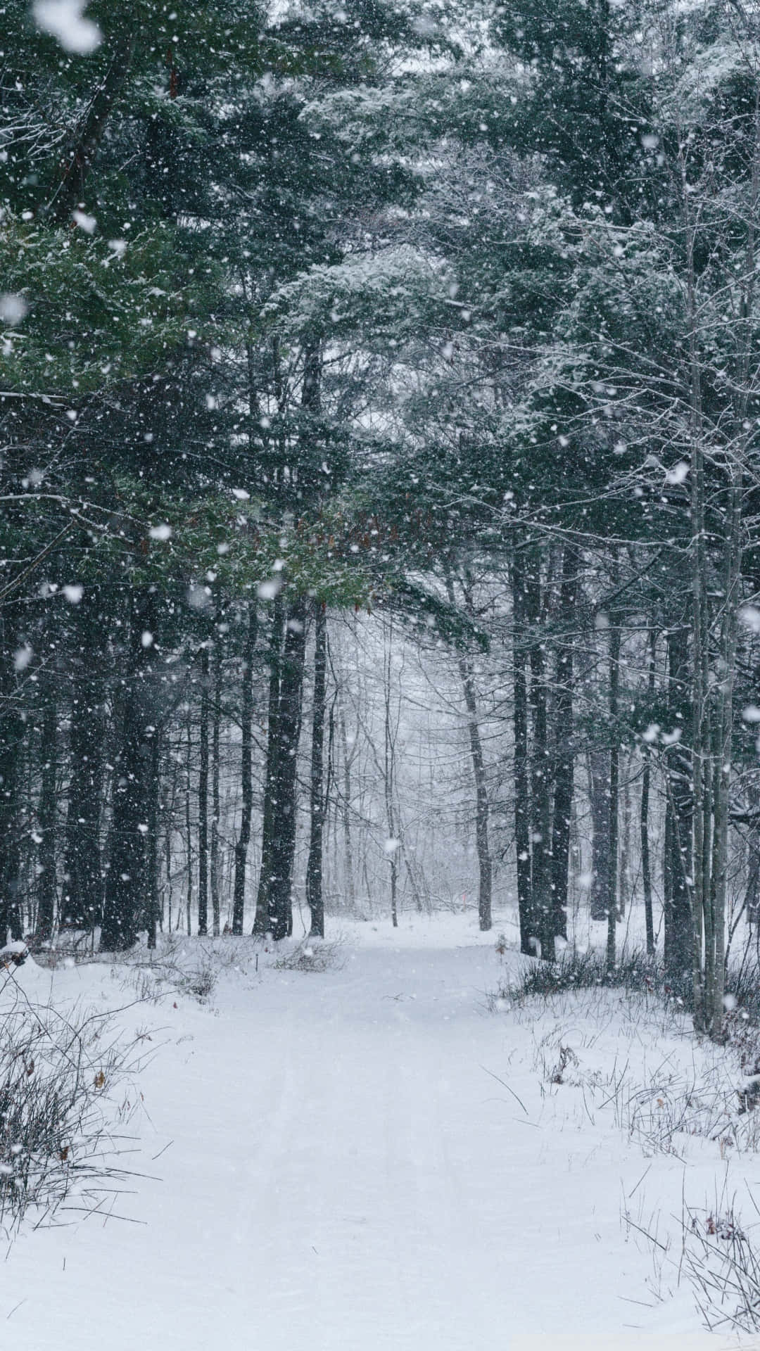 snow falling, snowy forest path, tall evergreens, Full HD Phone Wallpaper