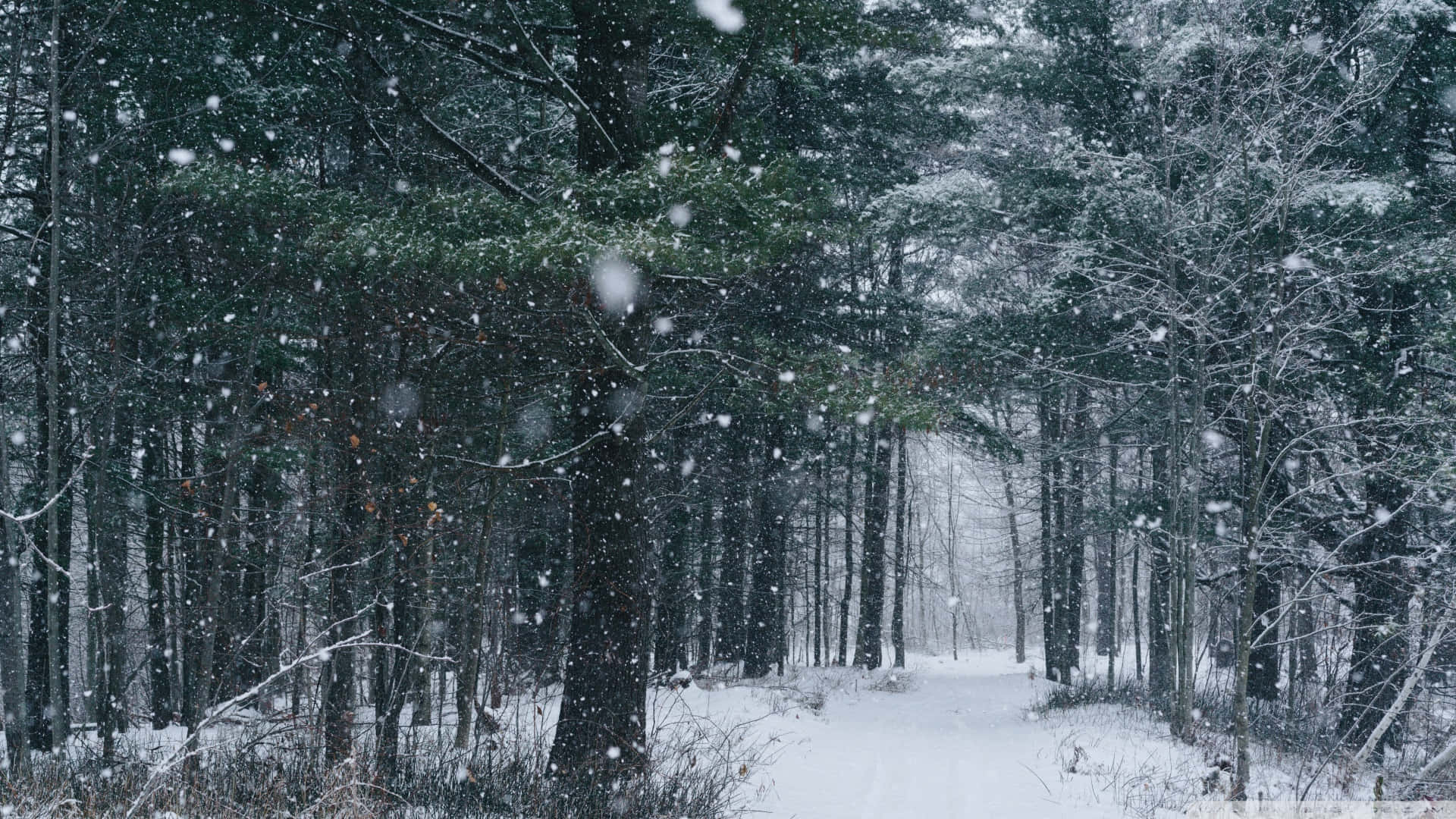 Snow Filled Forest, Evergreens, Snowflakes, Full HD Desktop Wallpaper