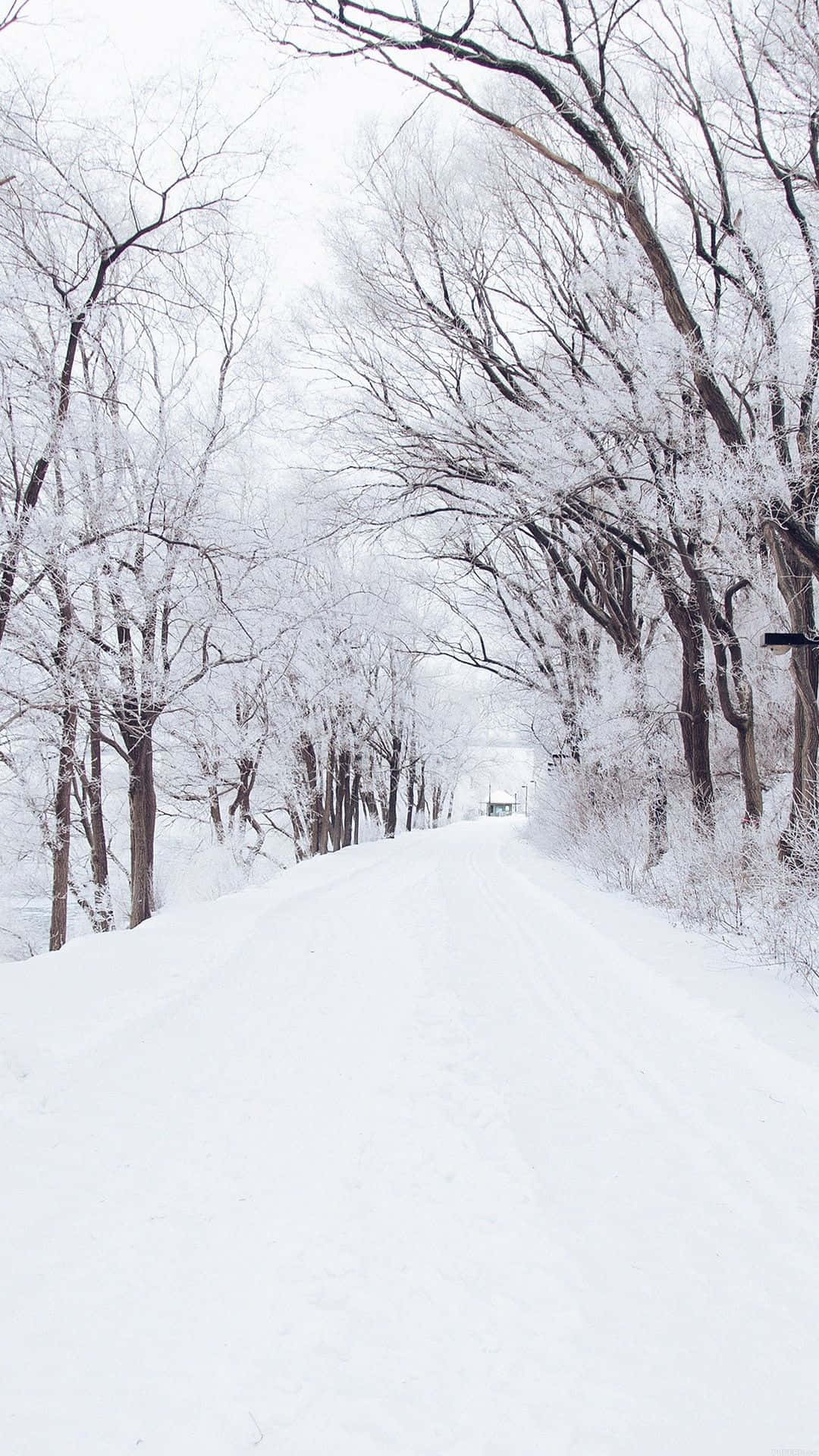 snow falling, snow-covered road, winter forest, Full HD Phone Wallpaper