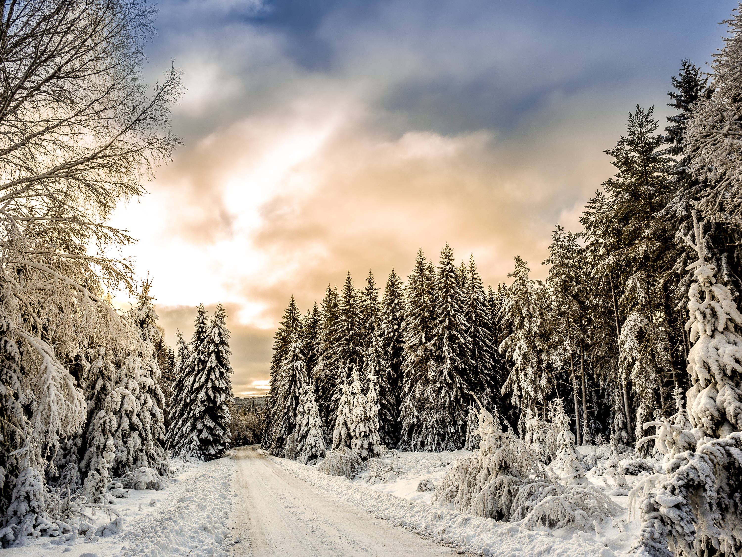 snow-covered forest road, frosted pine trees, dramatic winter sunset sky, 2K Desktop Wallpaper