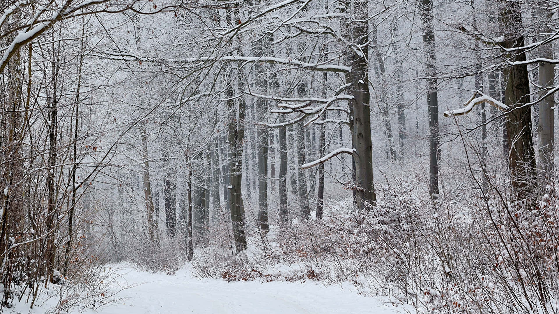 snow covered path, snowy forest path, bare trees, Full HD Desktop Wallpaper