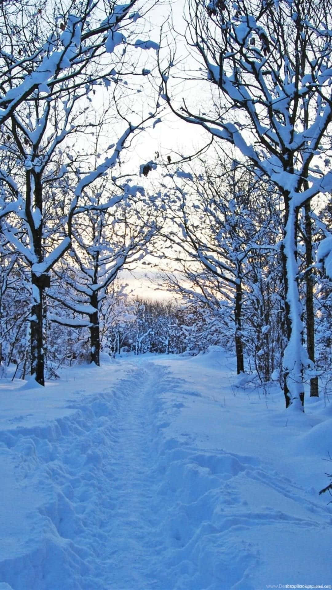 snow-covered forest path, bare trees, soft winter sky, Full HD Phone Wallpaper