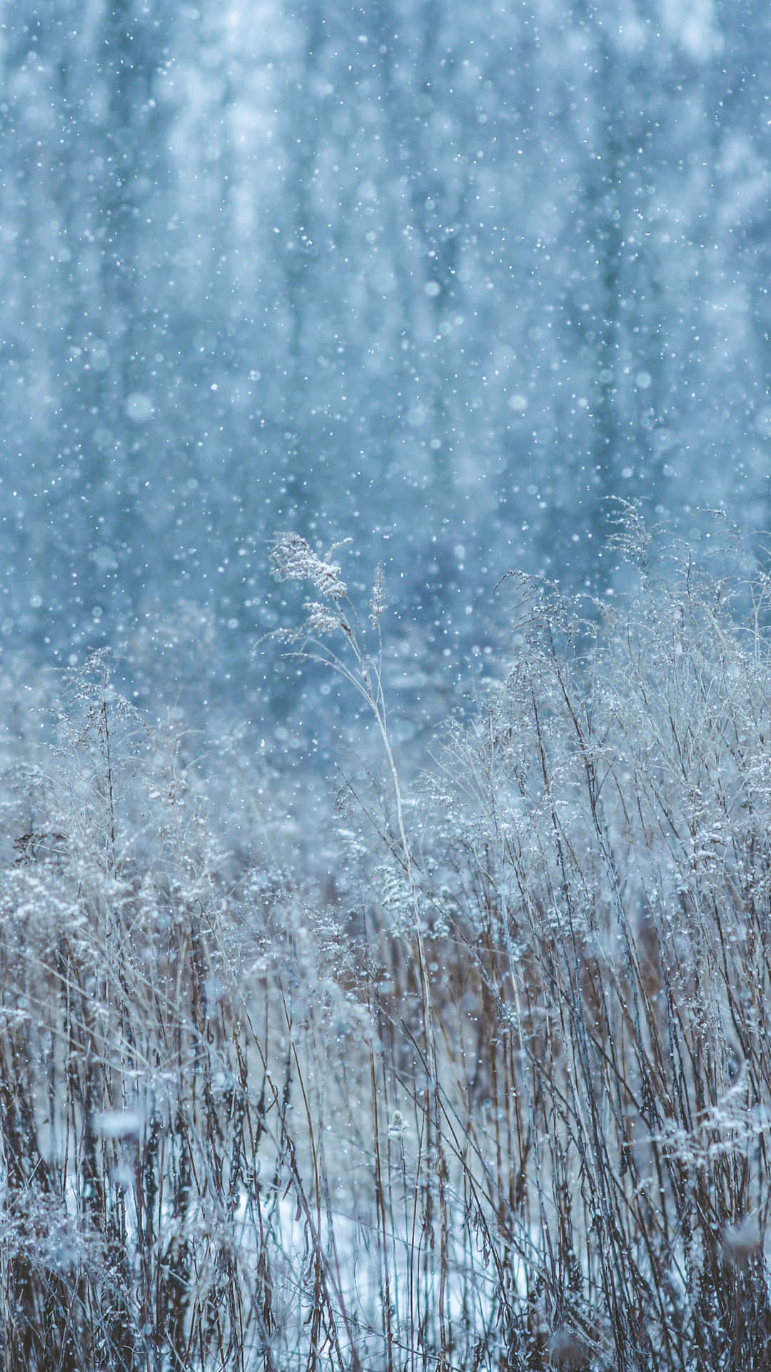 Snow Falling, frost-covered reeds, serene winter forest, Full HD Phone Wallpaper