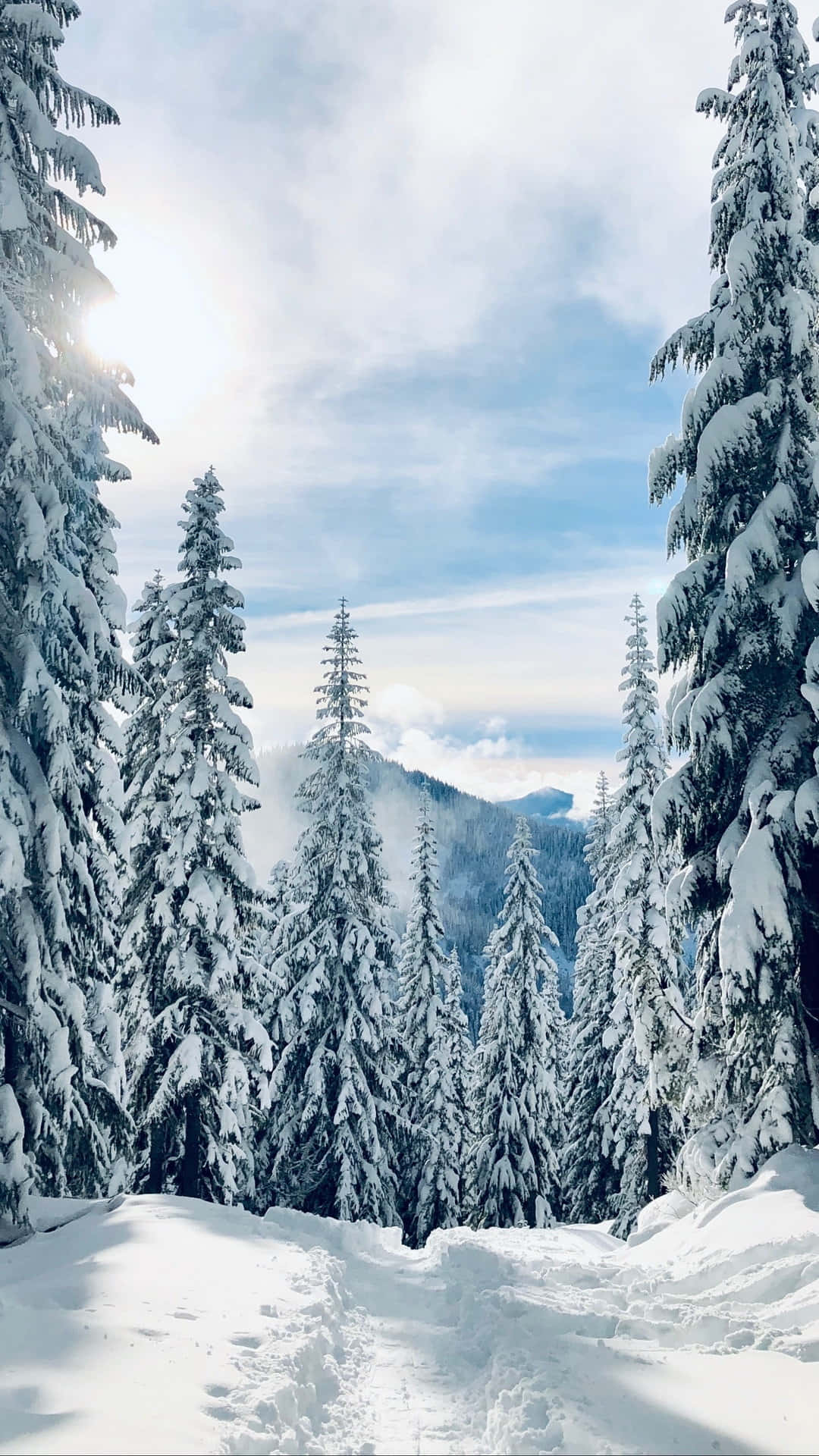 snowy forest path, towering evergreens, bright sun, Full HD Phone Wallpaper