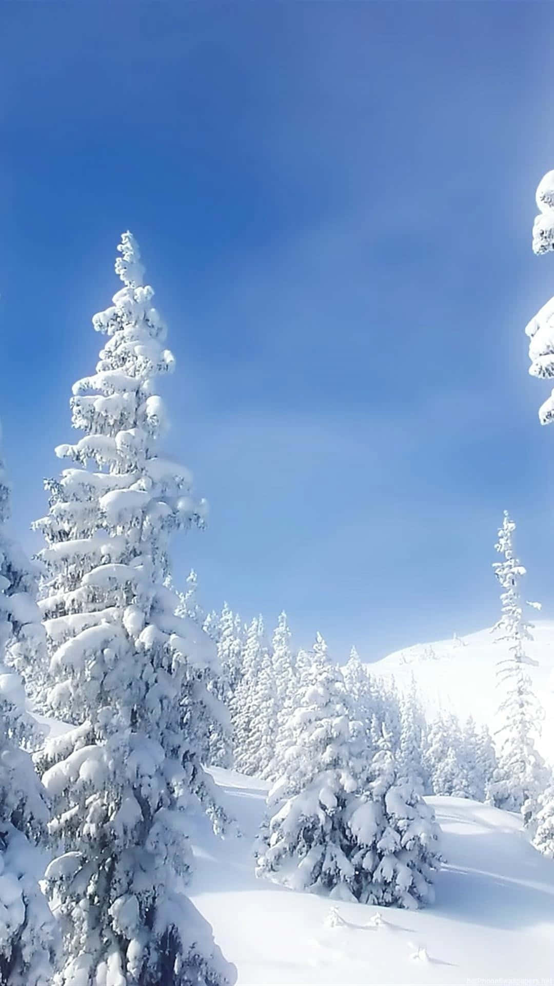 snow falling, 1080 x 1920, pine trees, Full HD Phone Wallpaper