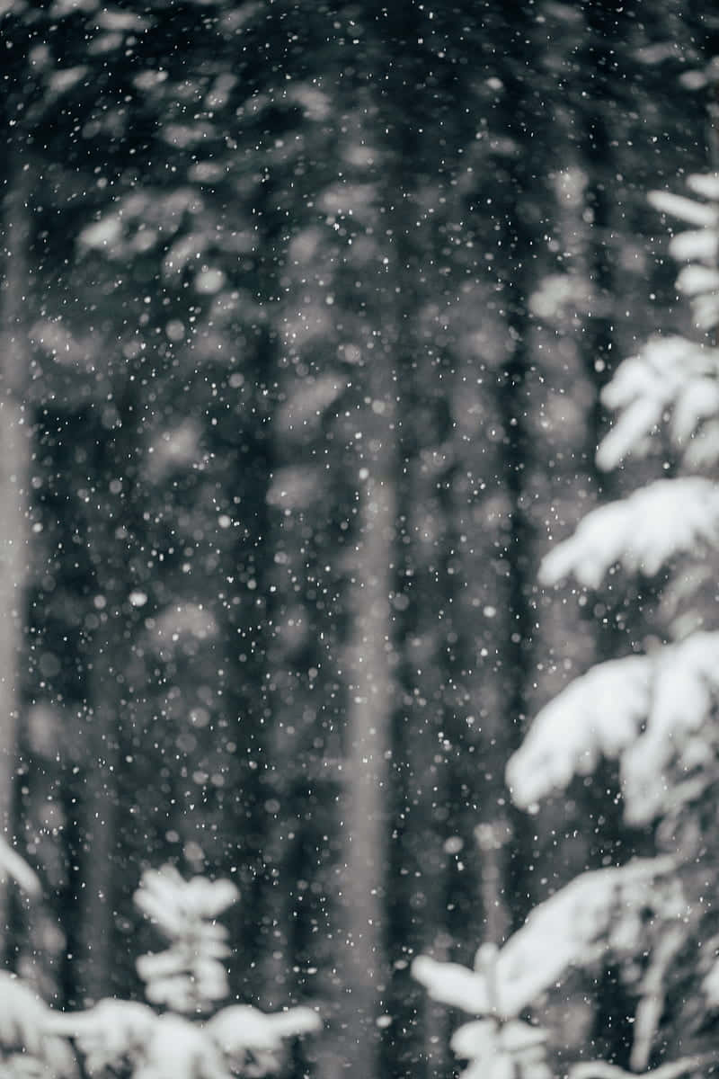 Snow Falling, White Winter Wonderland, snowflakes, SD Phone Wallpaper