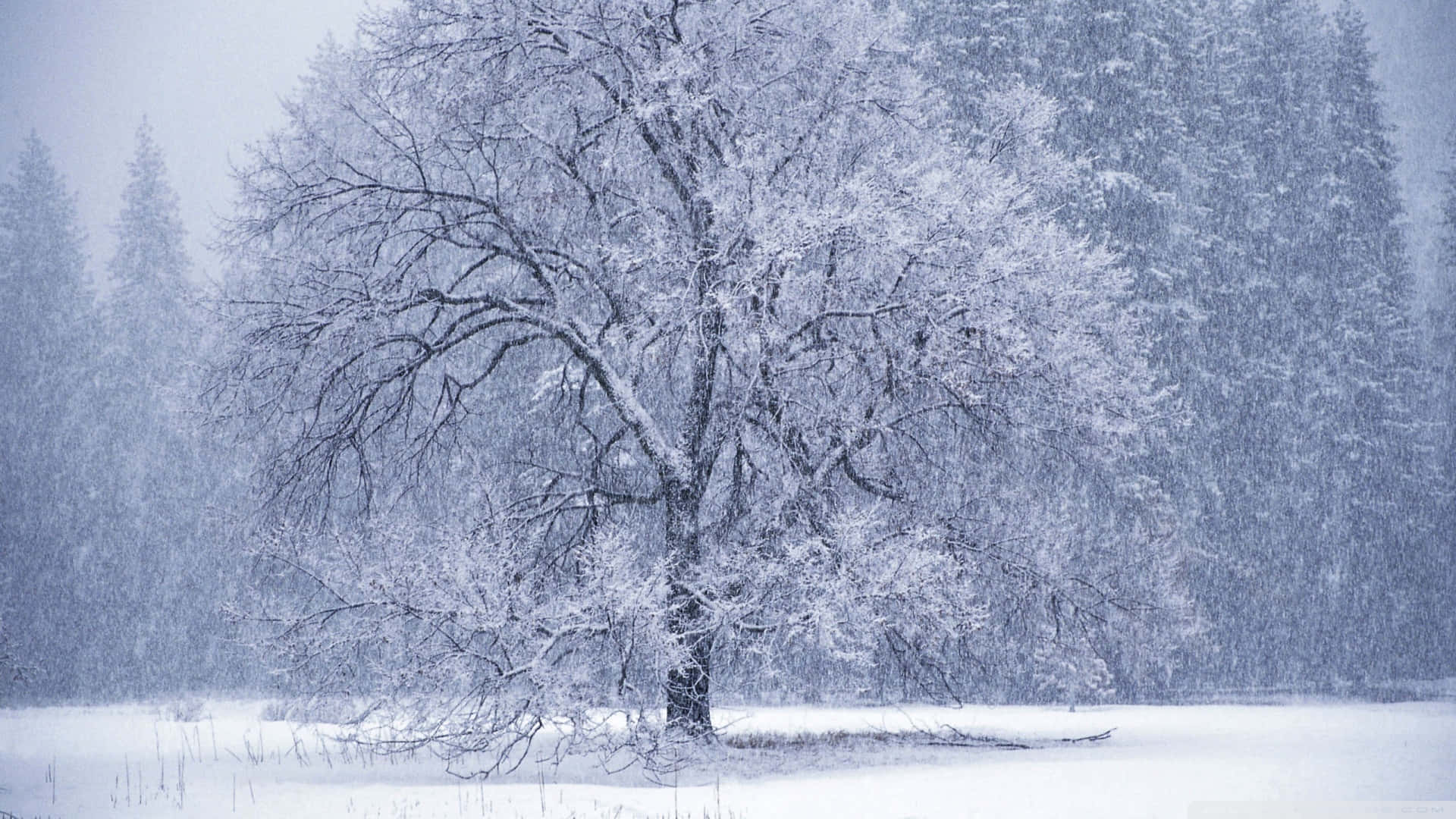 snow falling, dawn, snow-laden tree, Full HD Desktop Wallpaper